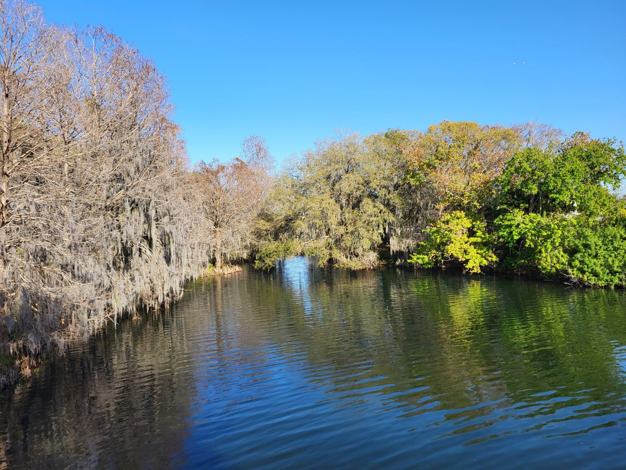 A narrow waterway surrounded by trees, some draped with Spanish moss. - Orlando Urban Trail