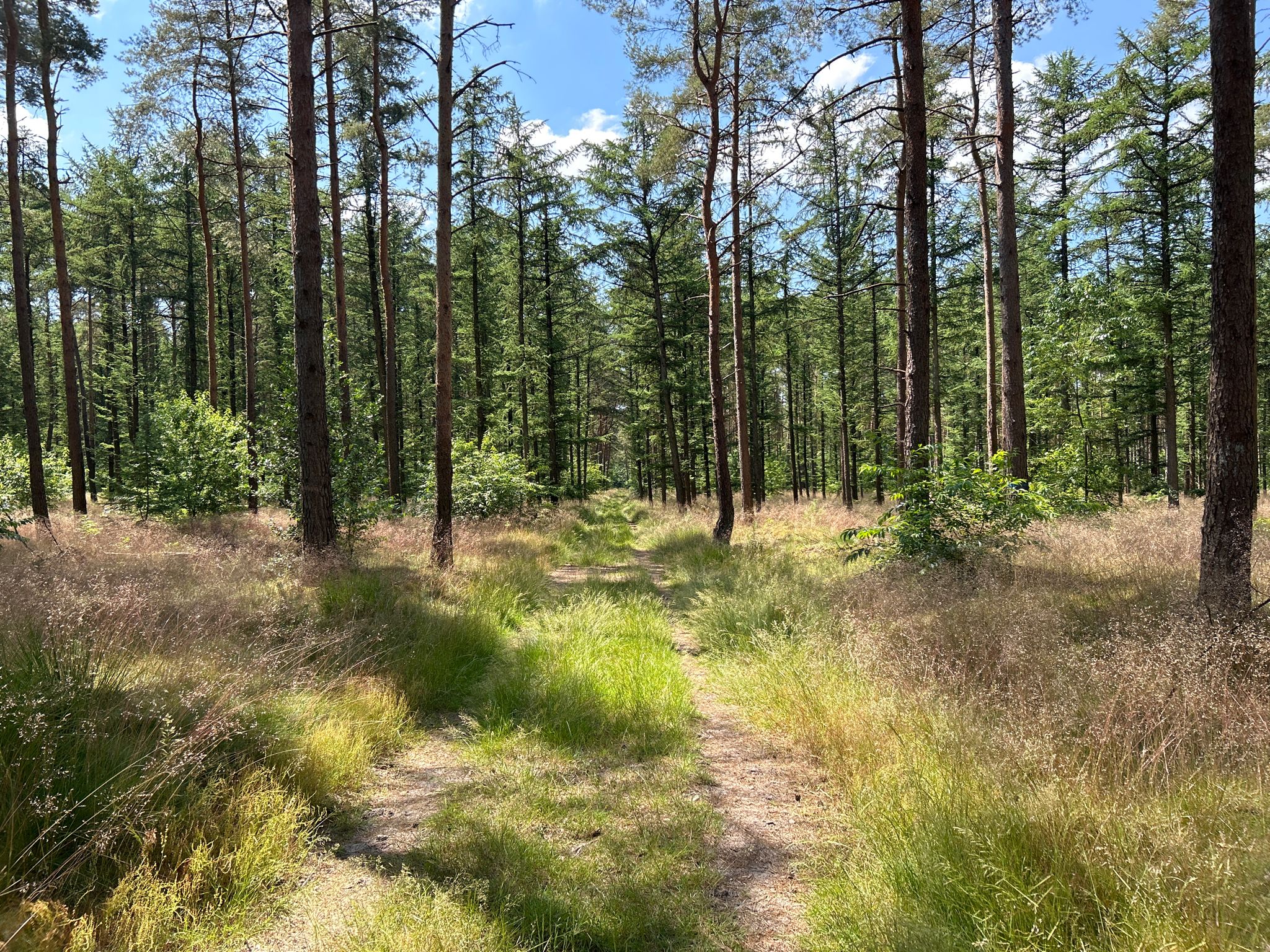 Großes Waldgebiet östlich von Varloh