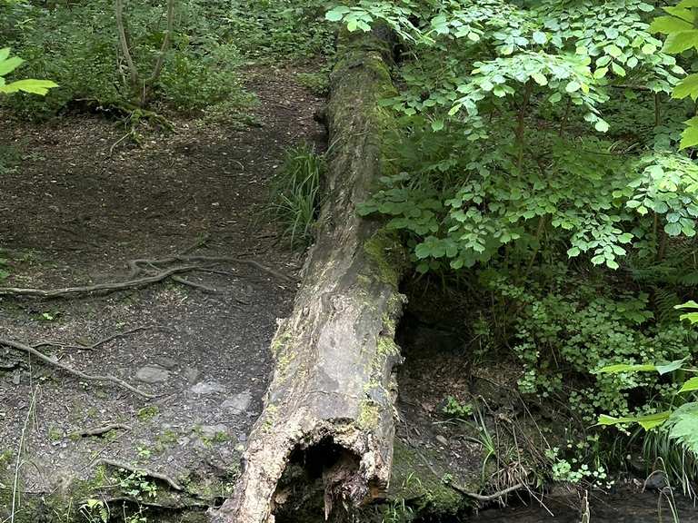 Margarethenhöhe Halbachhammer Nachtigallental, Essen Wanderung