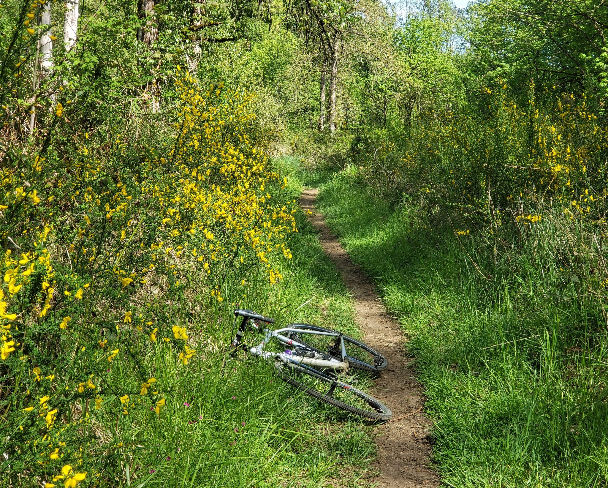 A bicycle lies on a narrow dirt path amidst tall grass and yellow flowers. - Georgia Pacific Natural Area – Georgia Pacific Natural Area loop from Georgia Pacific Natural Area