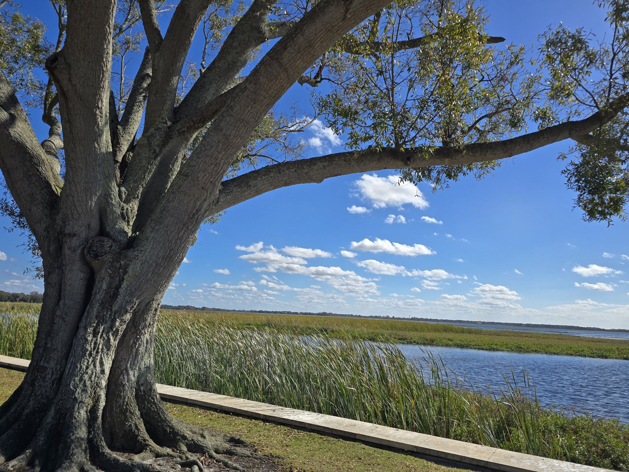 Large tree overlooking a sunny marsh with blue sky and white clouds. - Kissimmee Lake Front Park – Kissimmee loop from Kissimmee