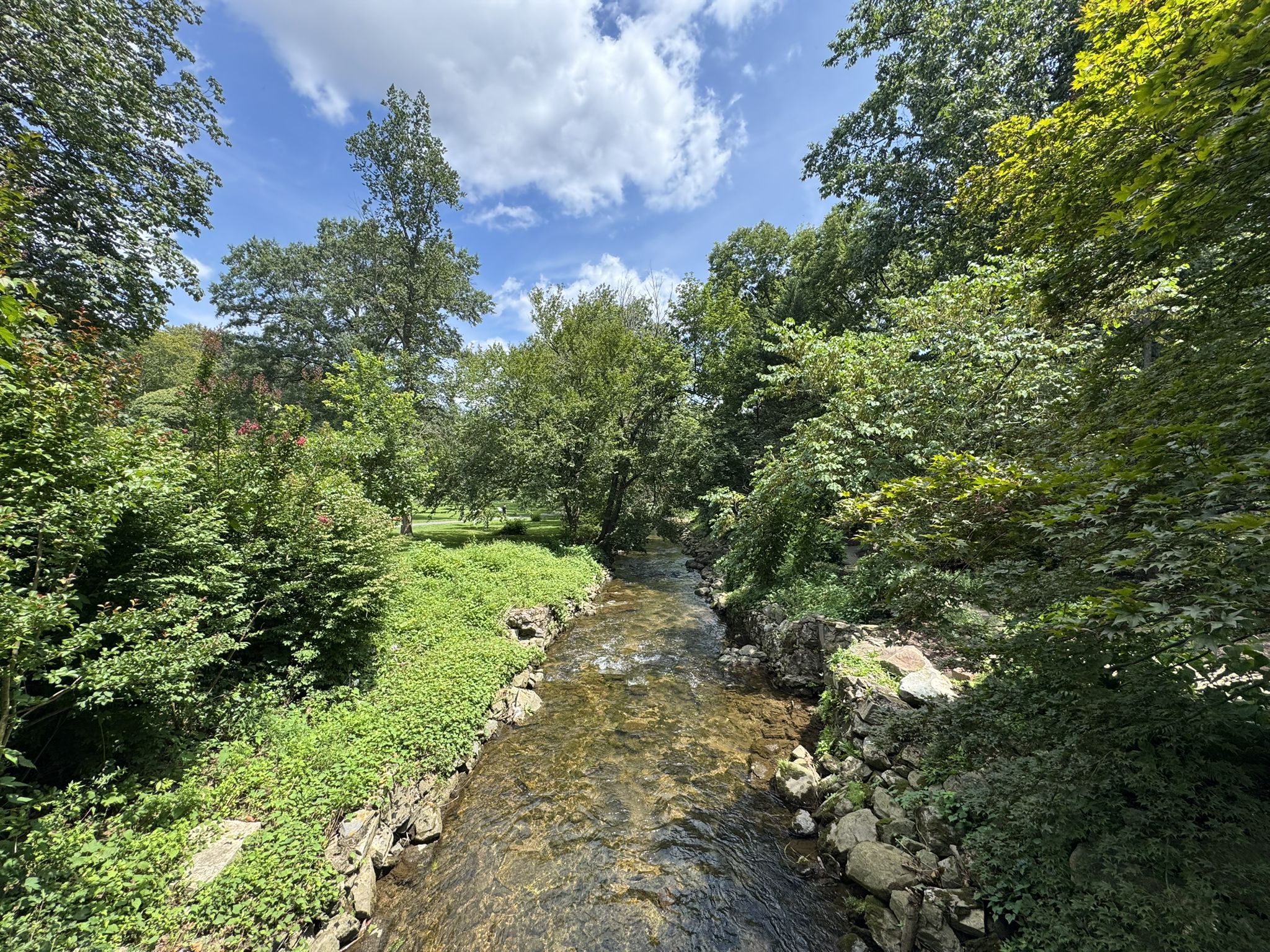 A clear stream flows through a lush green forest on a sunny day. - Wyomissing Creek Trail