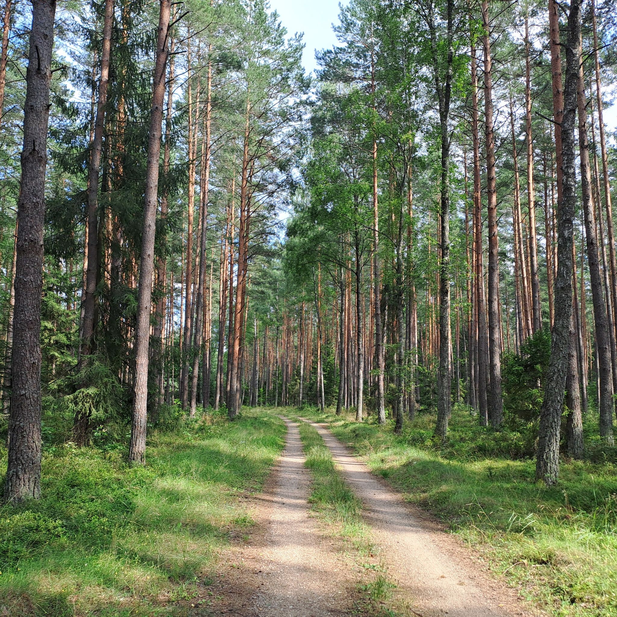 Wikna - Dębowa Kępa