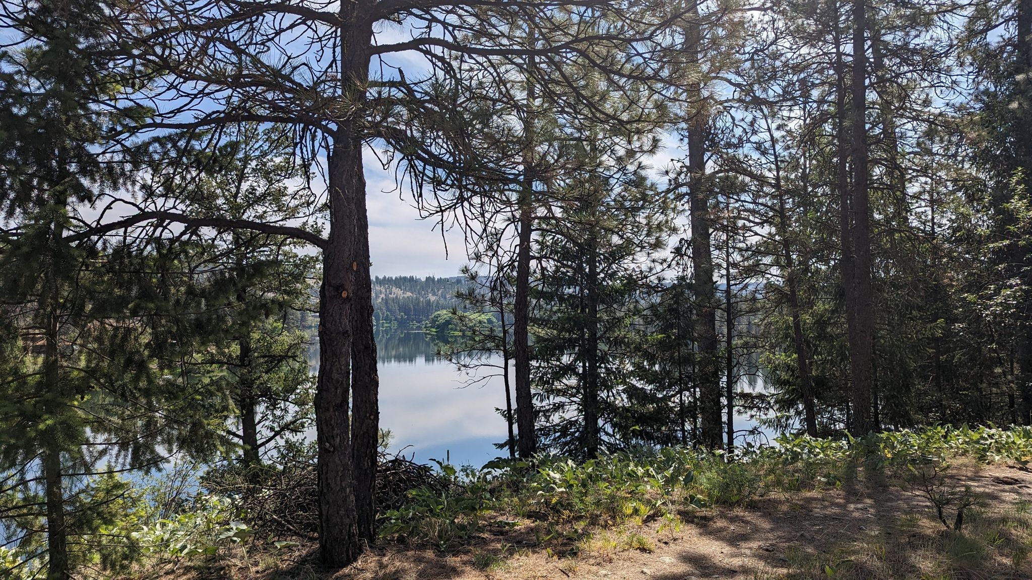 Sunlight filters through pine trees overlooking a serene lake. - Riverside State Park Loop via Centennial Trail and Trail 25