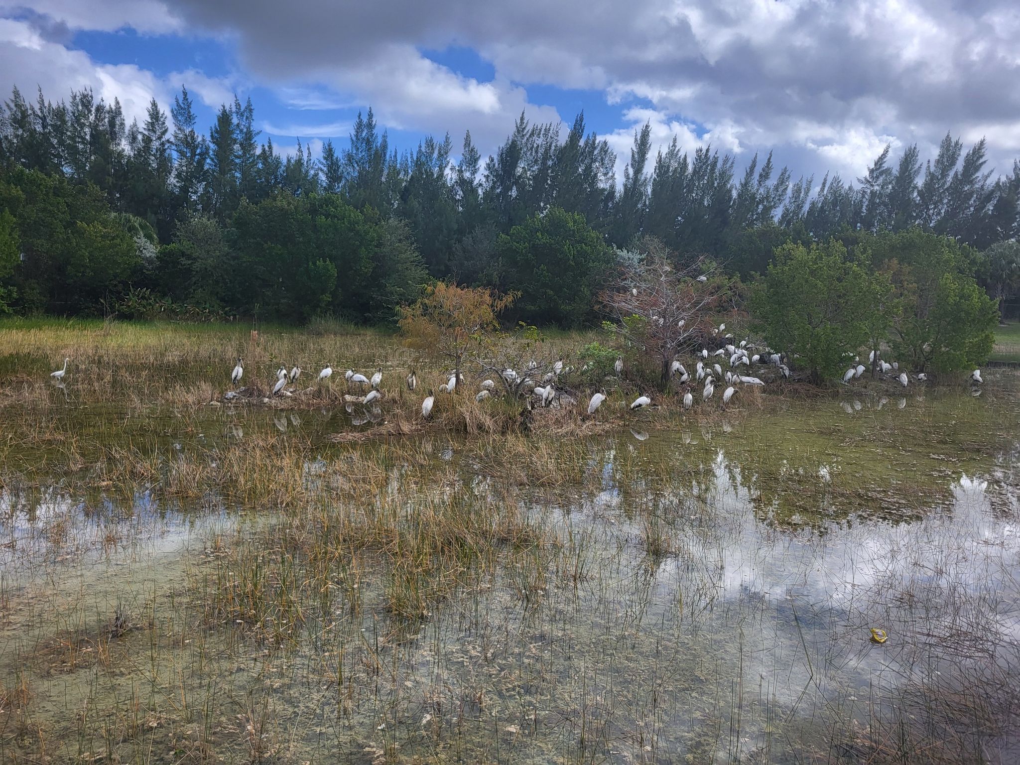 Flamingos