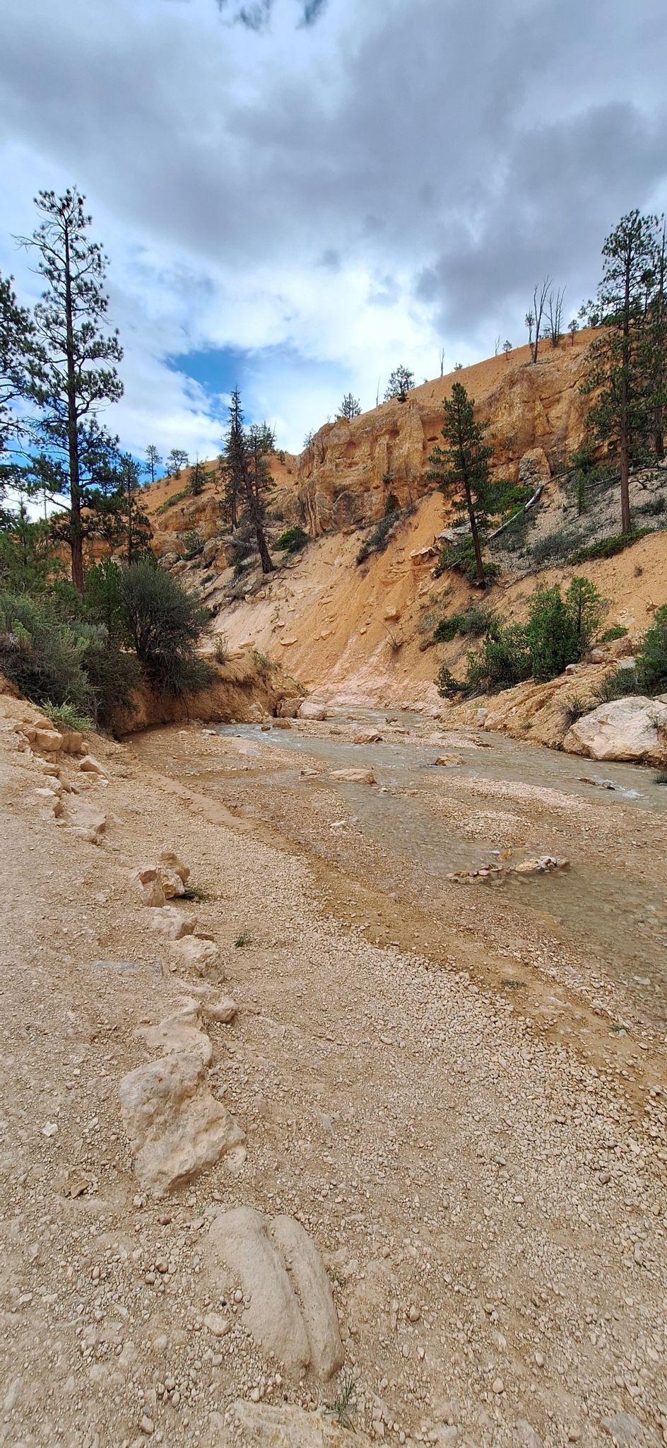 Muddy stream bed in a canyon with red rock slopes and pine trees. - Mossy Cave Trail