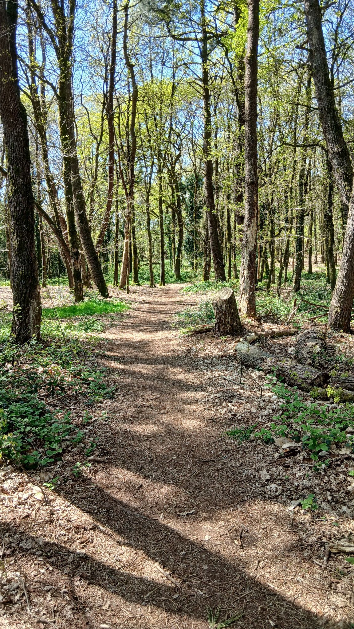 Chemin ombragé