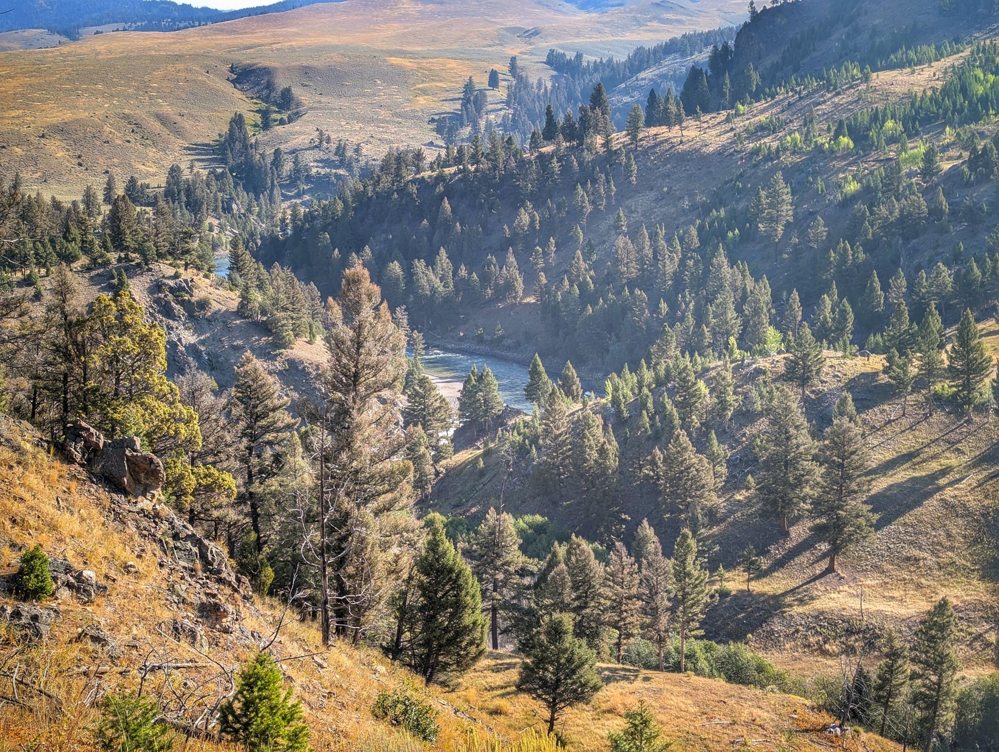 A winding river flows through a forested valley under bright sunlight. - Hellroaring Creek Trail