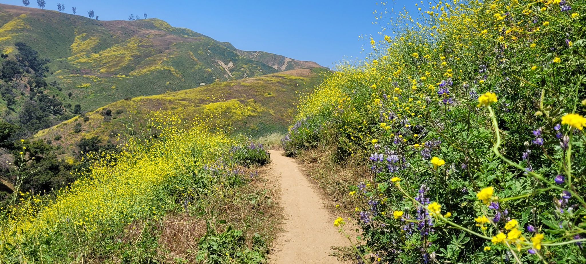 A dirt path winds through hills covered in bright yellow wildflowers. - Harmon Canyon Road and Ropersmith Family Trail Loop