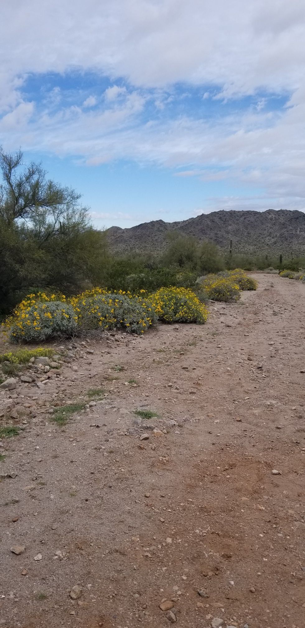 Dirt path winding through desert with yellow wildflowers and distant mountains. - Toothtaker Trail – Rainbow Valley Trail loop from Casey Abbott Semi-Regional Park
