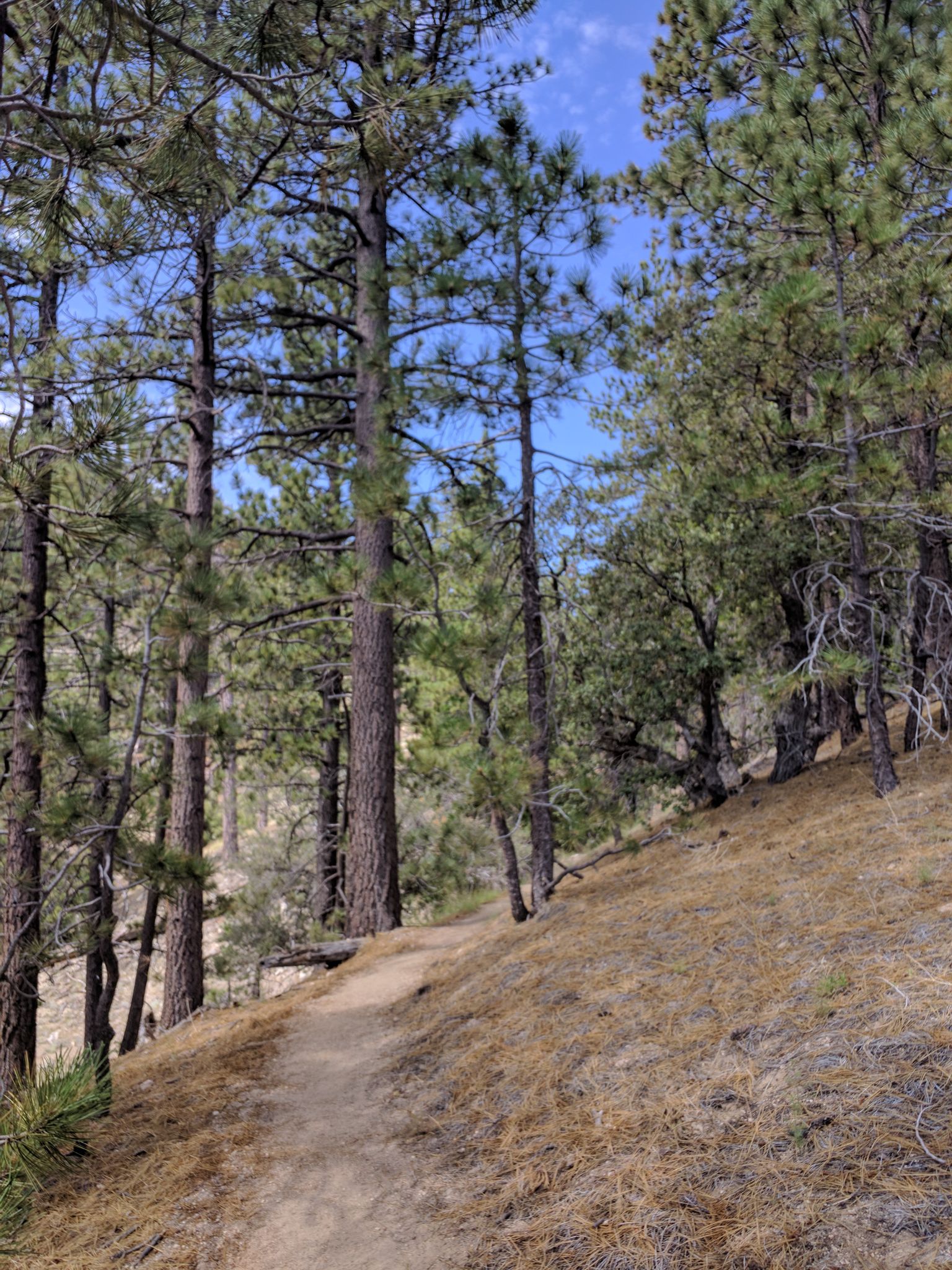 A dirt path on a sunny hillside surrounded by tall pine trees and blue sky. - Cooper Canyon Falls via Pacific Crest Trail