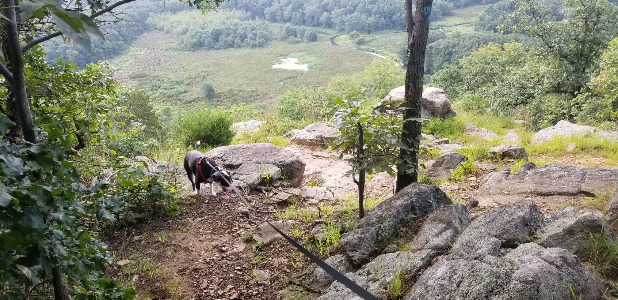 A dog on a leash stands on a rocky overlook above a green valley. - Jefferson Lake – Viewpoint loop from Byram Center