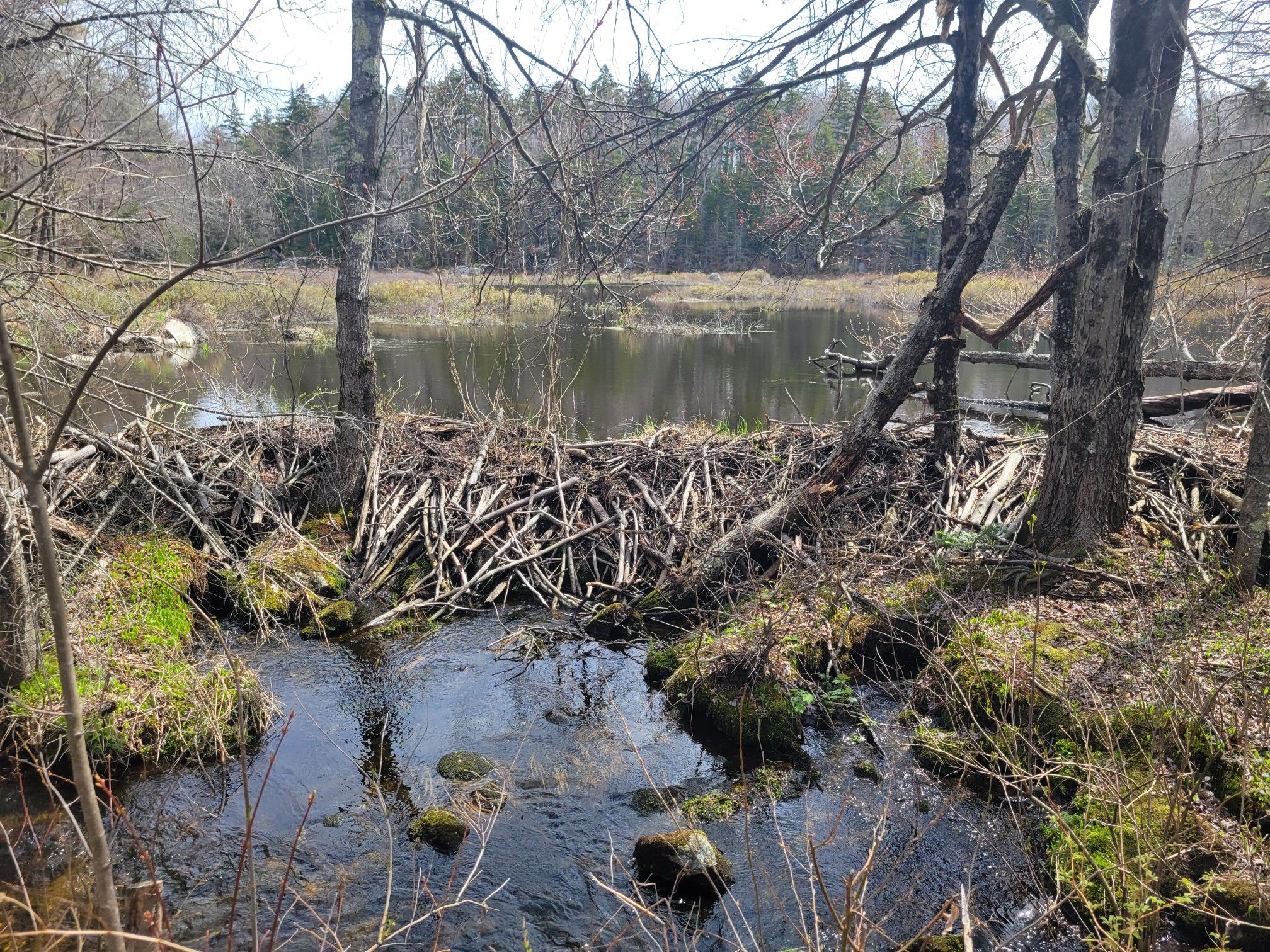 A large beaver dam spans a stream leading to a pond in a sunny forest. - Stoddard Rocks via Pioneer Lake