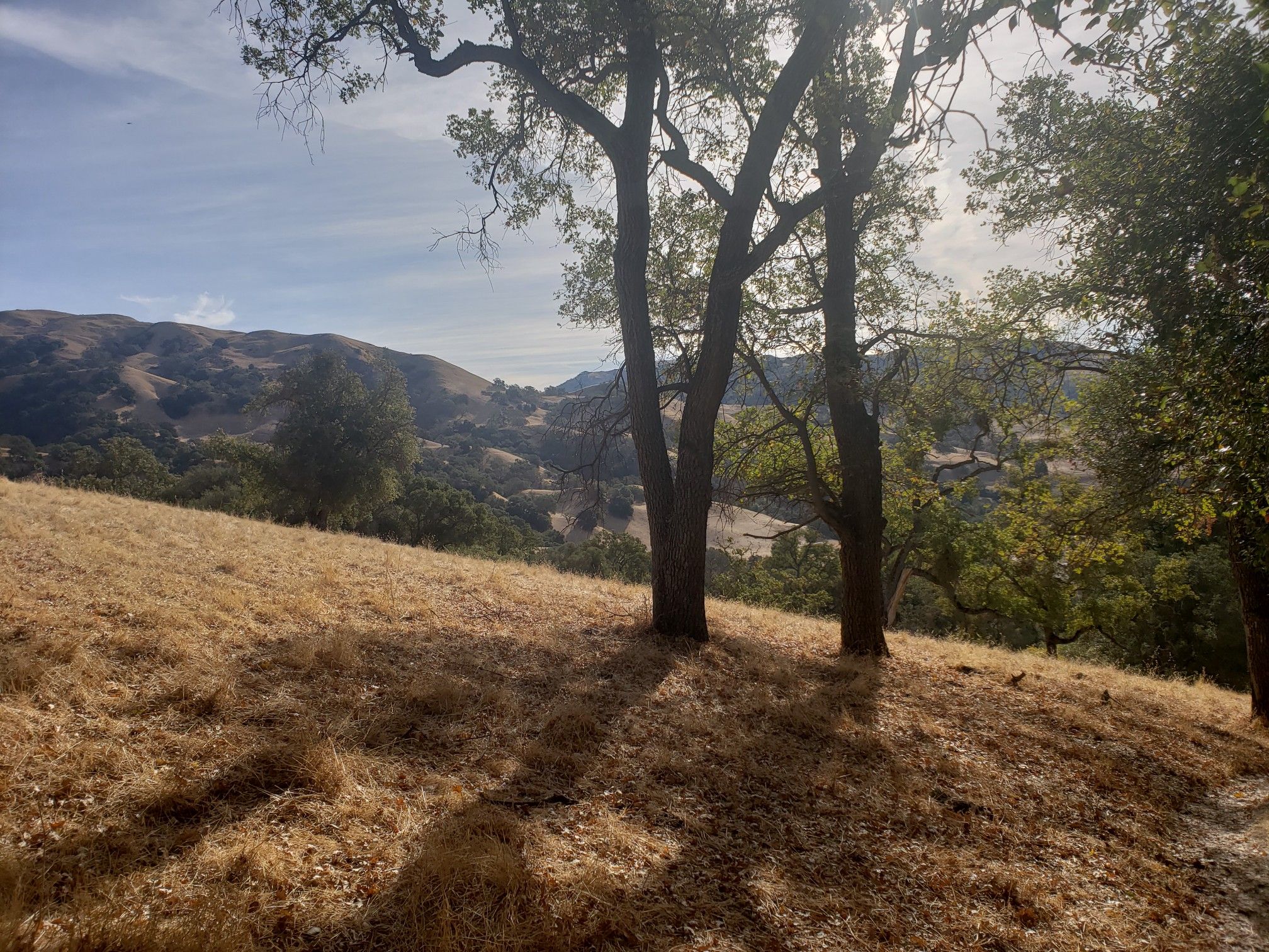 Sunlight streams through trees on a dry grassy hillside overlooking distant green hills. - Indian Joe, Cave Rocks, High Valley, and Flag Hill Loop