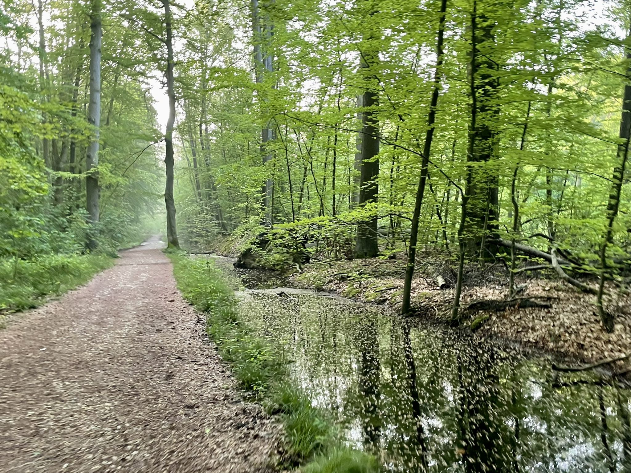 Gravel im Königsdorfer Forst