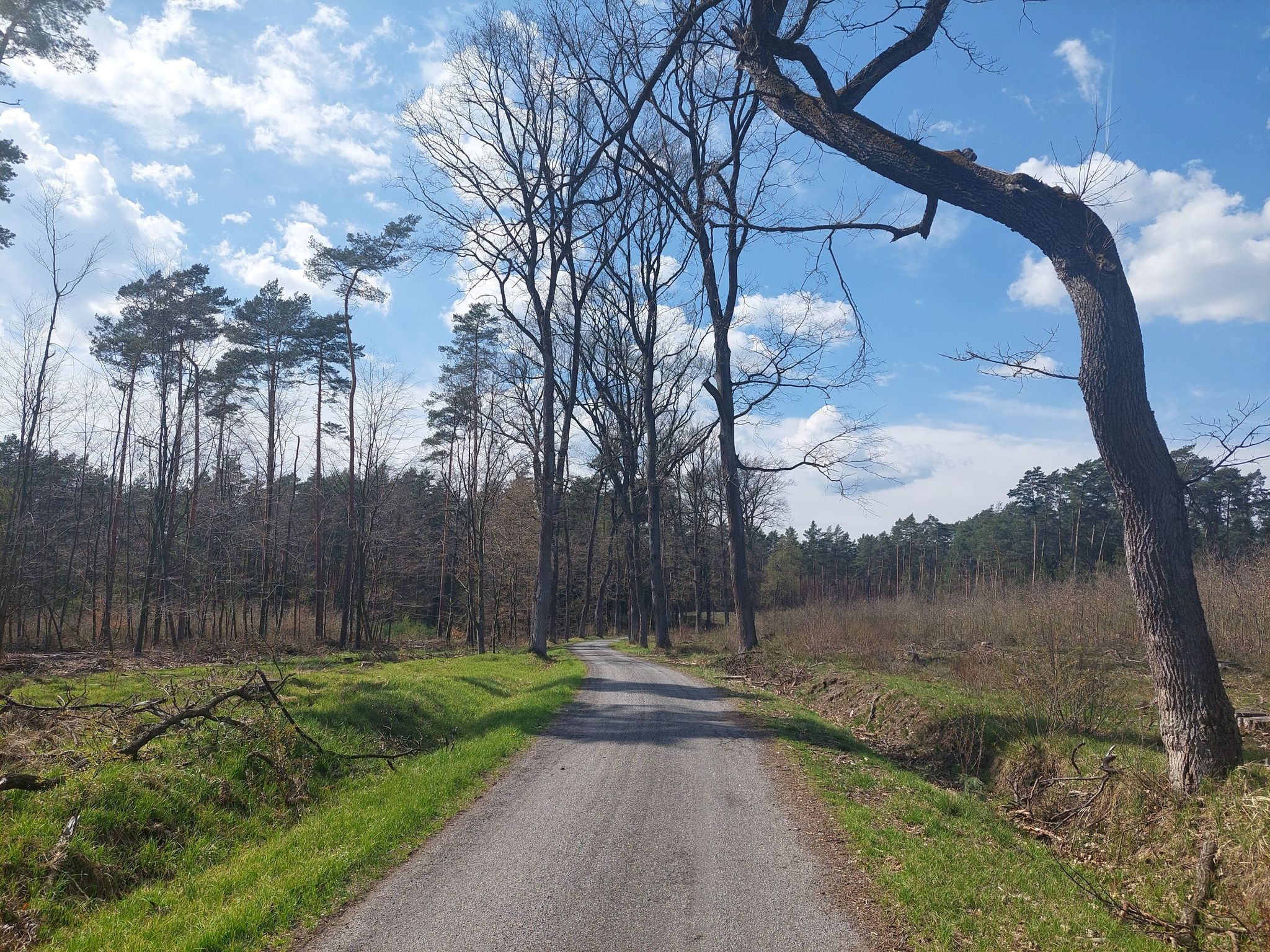 Kompleks lasów rudzkich, ulica Zakazana.