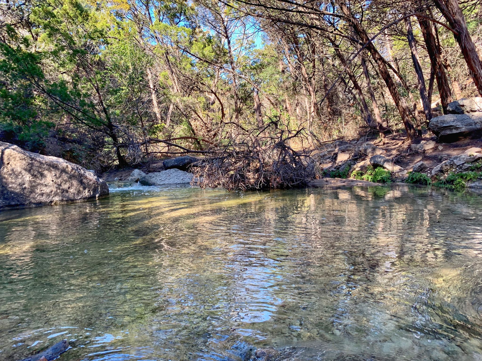 Clear stream flowing through a sunlit forest with rocks and trees. - Turkey Creek Trail