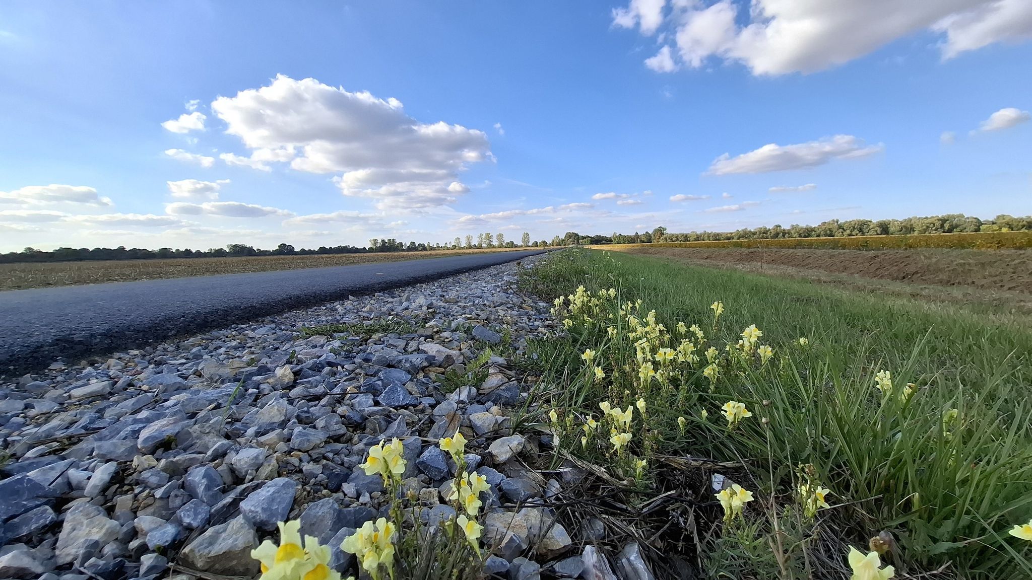 Flowers by the road