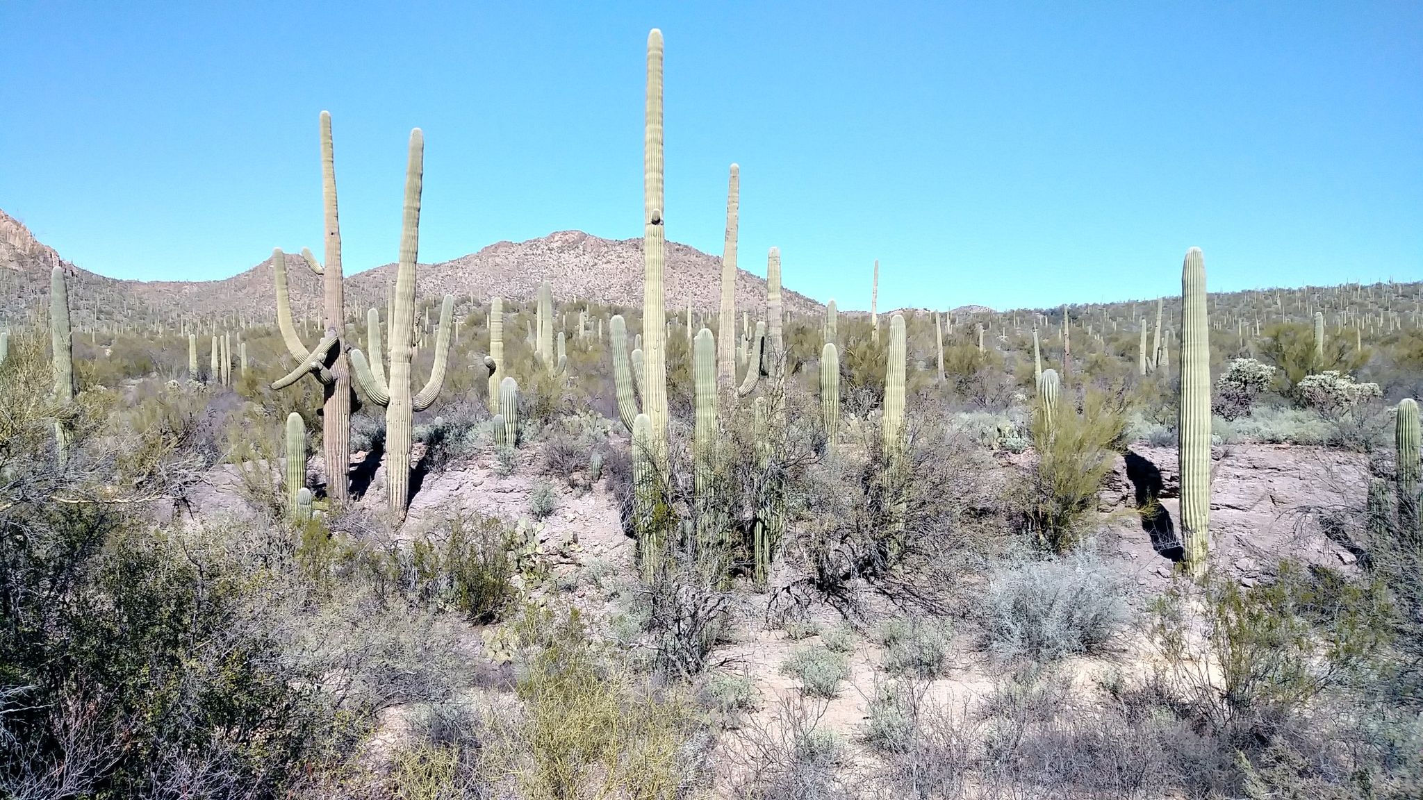 Vast desert landscape with numerous saguaro cacti and brush under clear blue sky. - Rock Wren, Yetman and Starr Pass Trail Loop