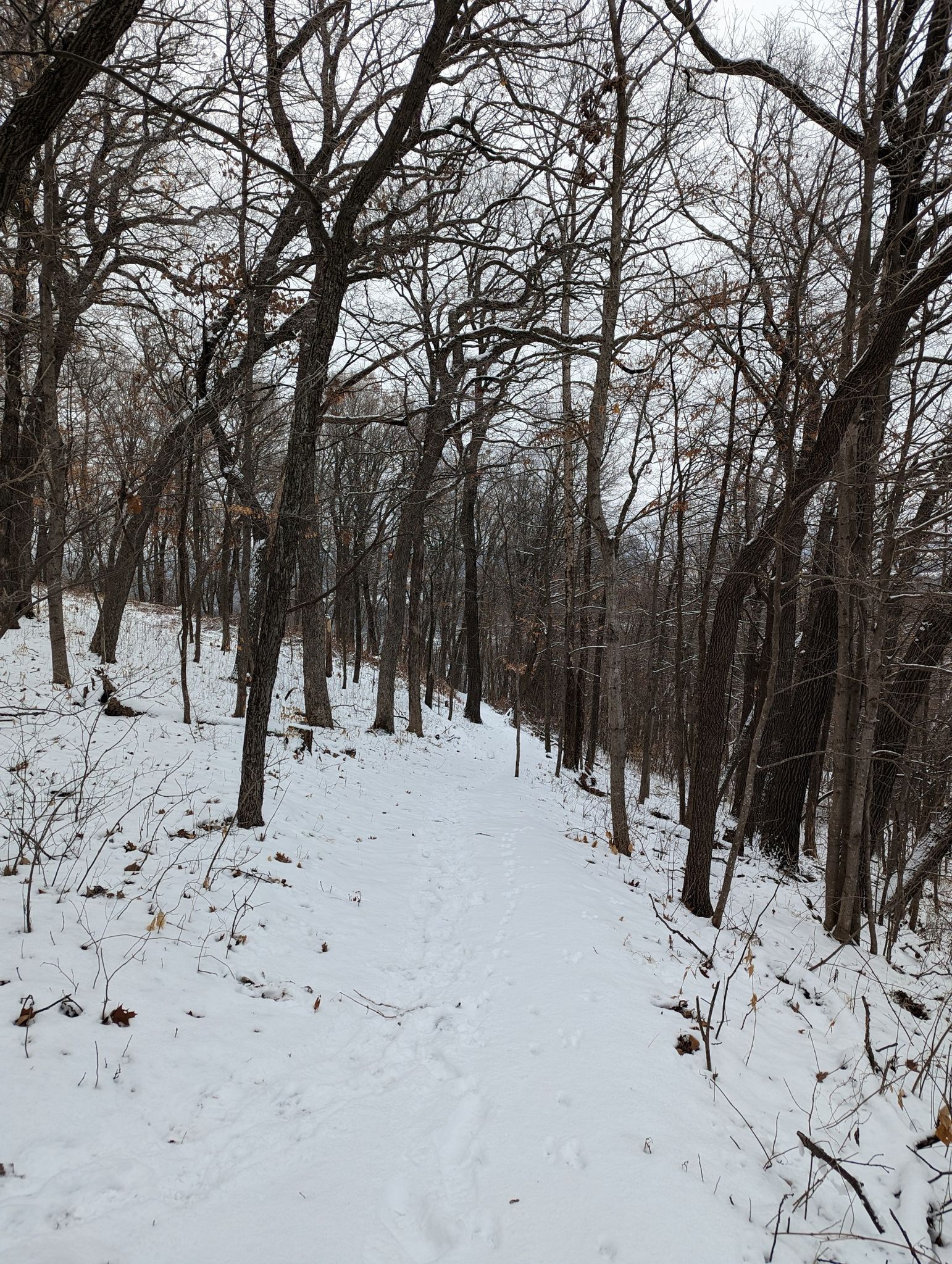 A snow-covered path winds through a winter forest under an overcast sky. - View from Sentinel Ridge Trail loop from Wyalusing State Park