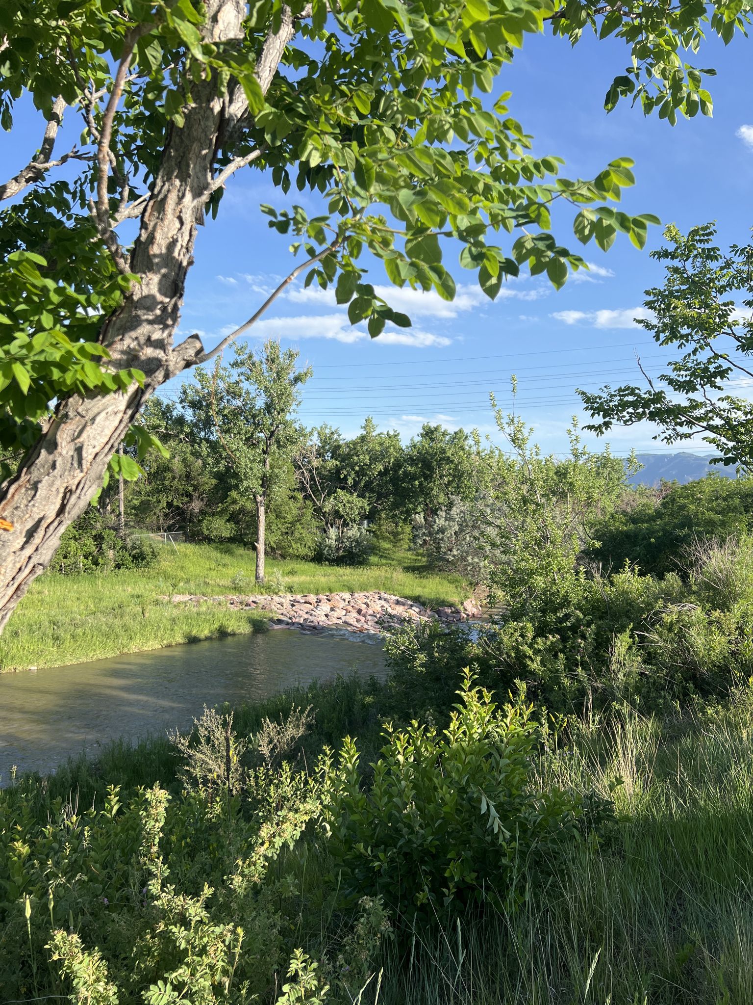River flowing through green trees and grass under a bright blue sky. - North Cascade to Pikes Peak Greenway loop