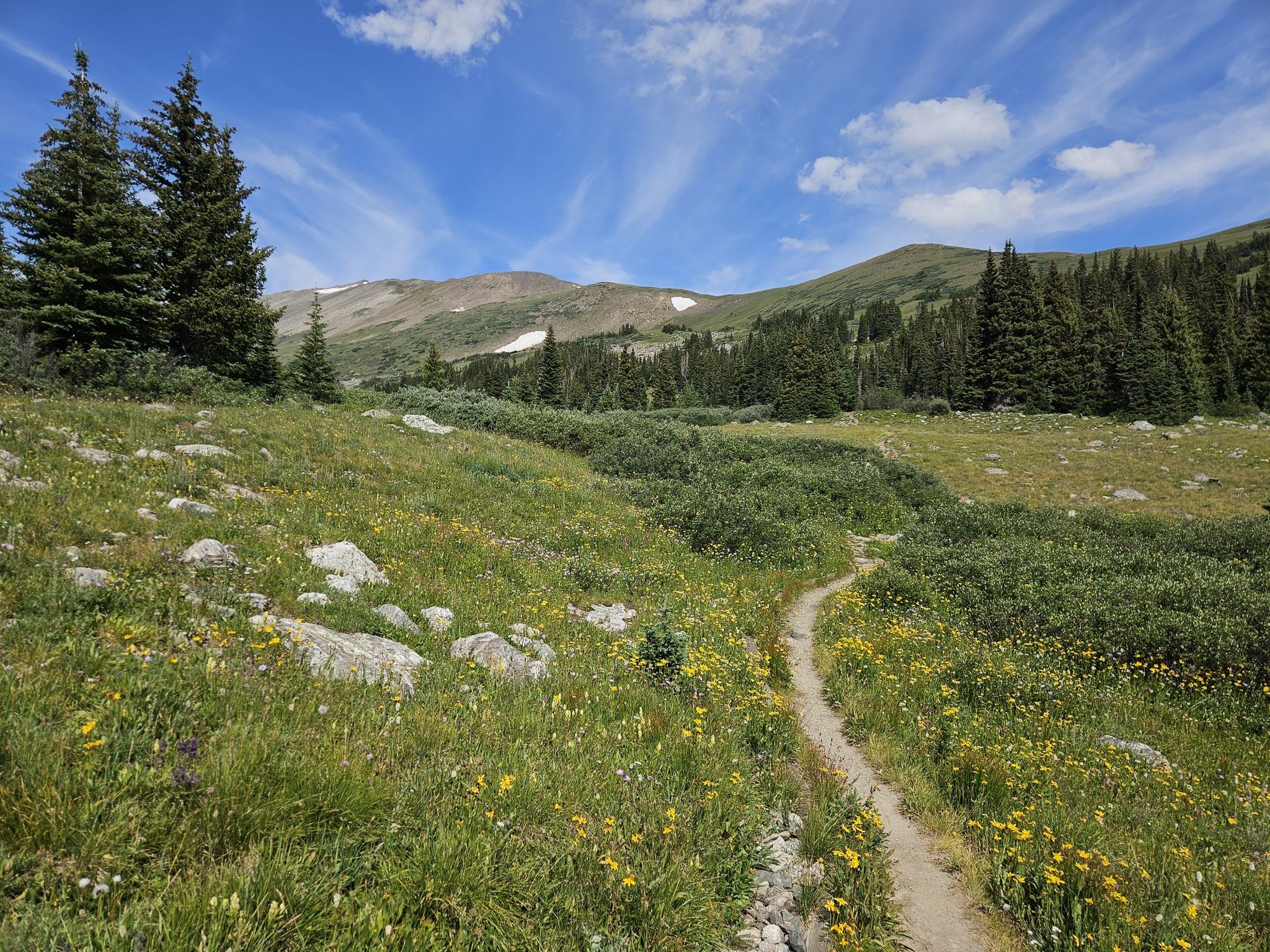 A dirt path winds through a sunny mountain meadow with wildflowers and pine trees. - Peak 9, Wheeler and Burro Trail Loop