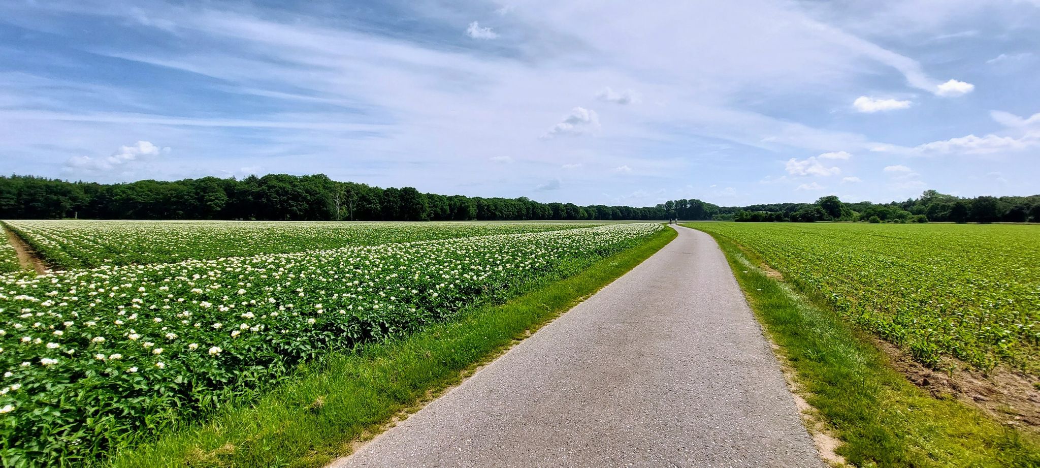 Ook bloeiende aardappelplanten kunnen mooi zijn
