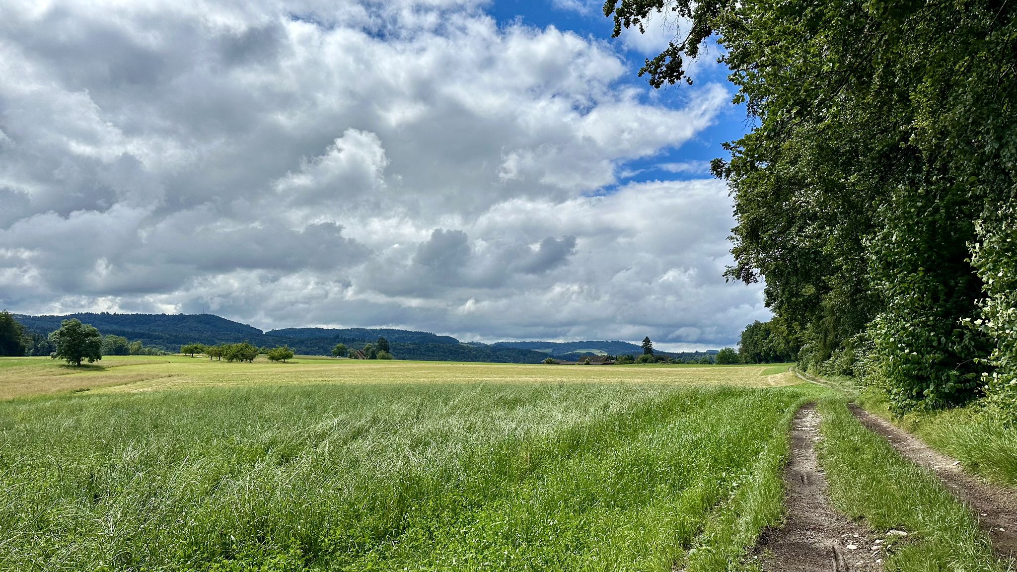 ...und über Feldwege Richtung Thörigen...