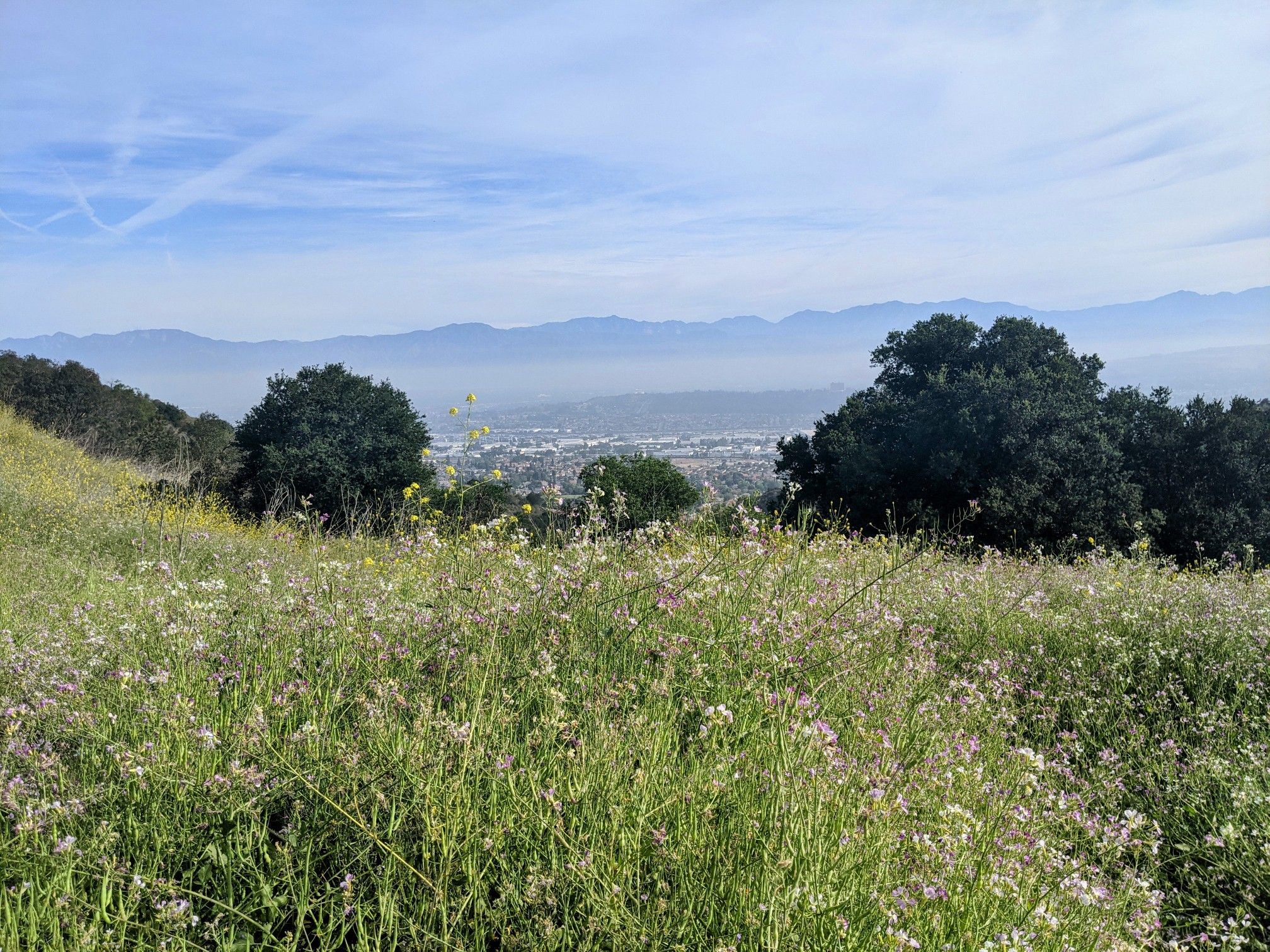 Grassy hillside with wildflowers, distant city, mountains, and hazy sky. - Puente Hills Preserve loop from Puente Hills Mall