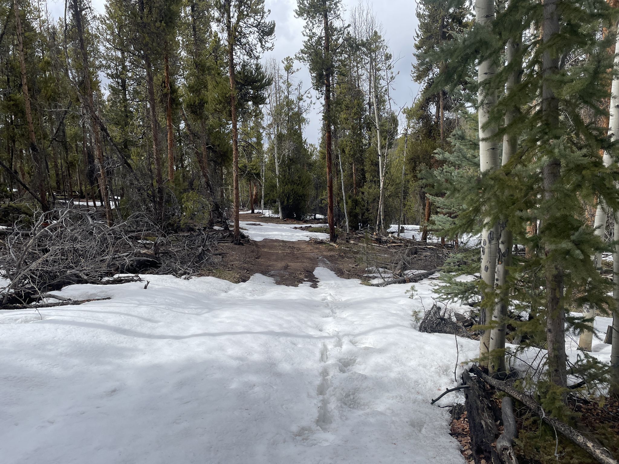 A snowy path with footprints leads through a dense pine and aspen forest. - Granite Loop