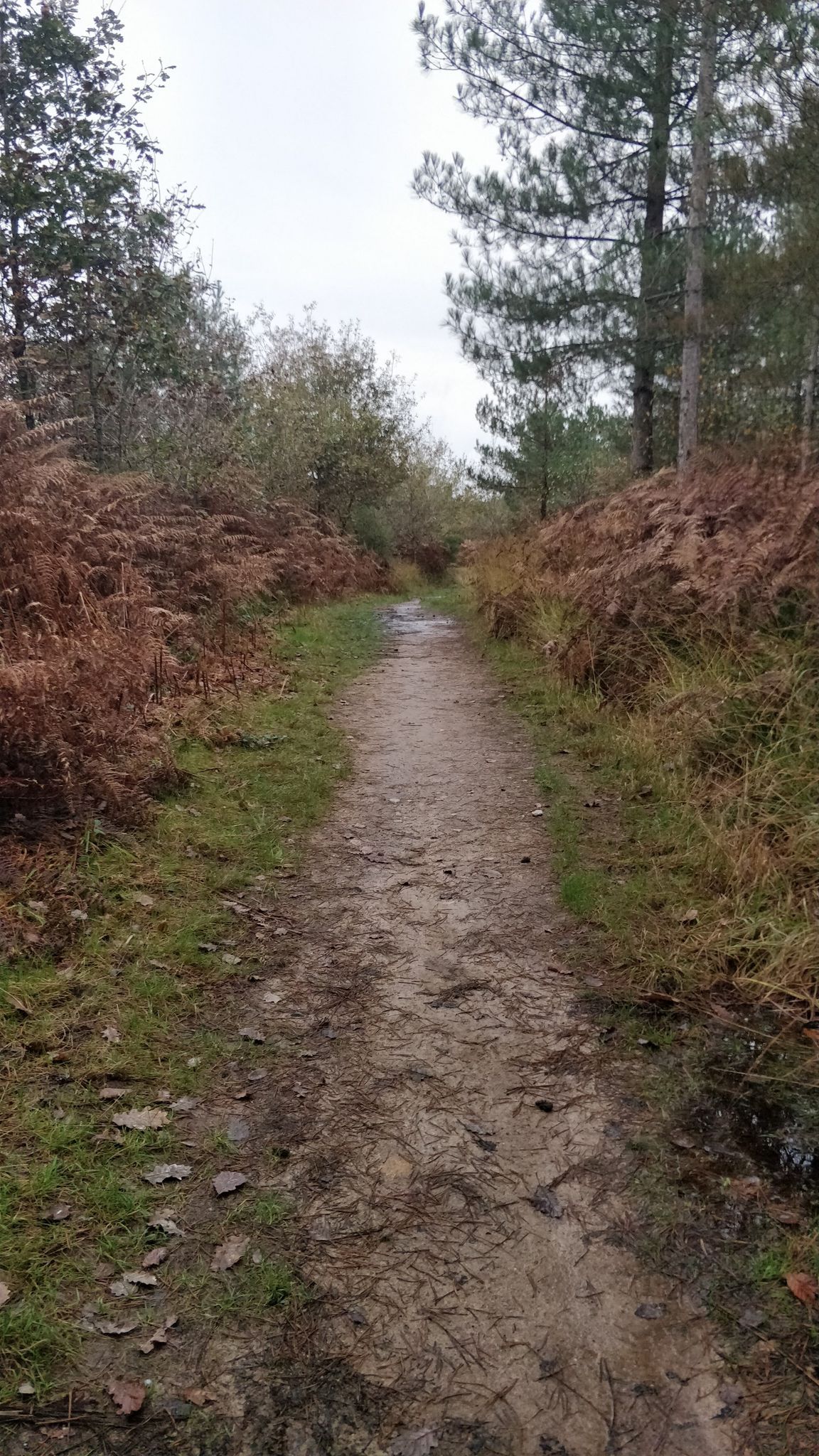 Chemin d'automne