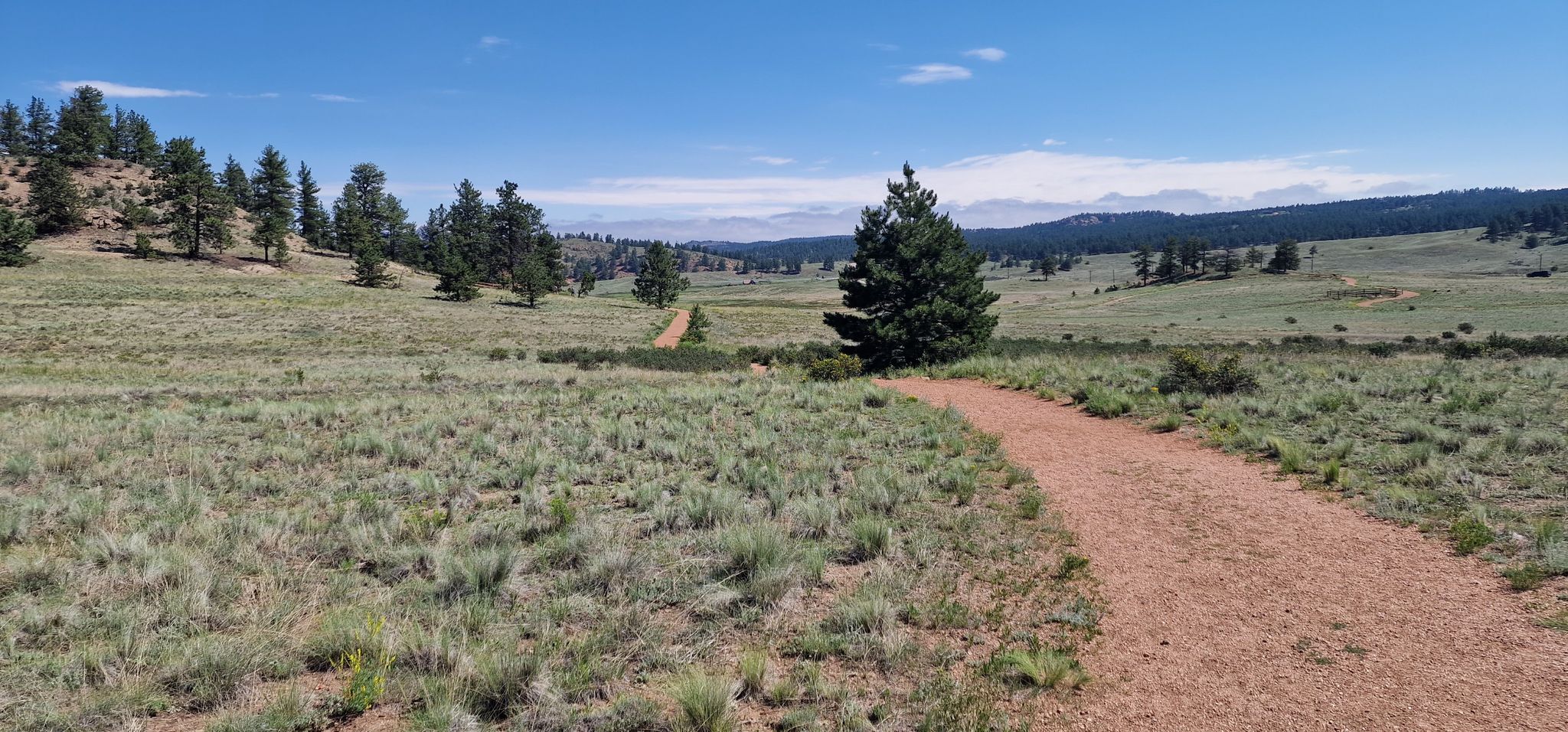 A dirt path winds through a sunny, grassy field with scattered evergreen trees. - Hornbek Wildlife Loop