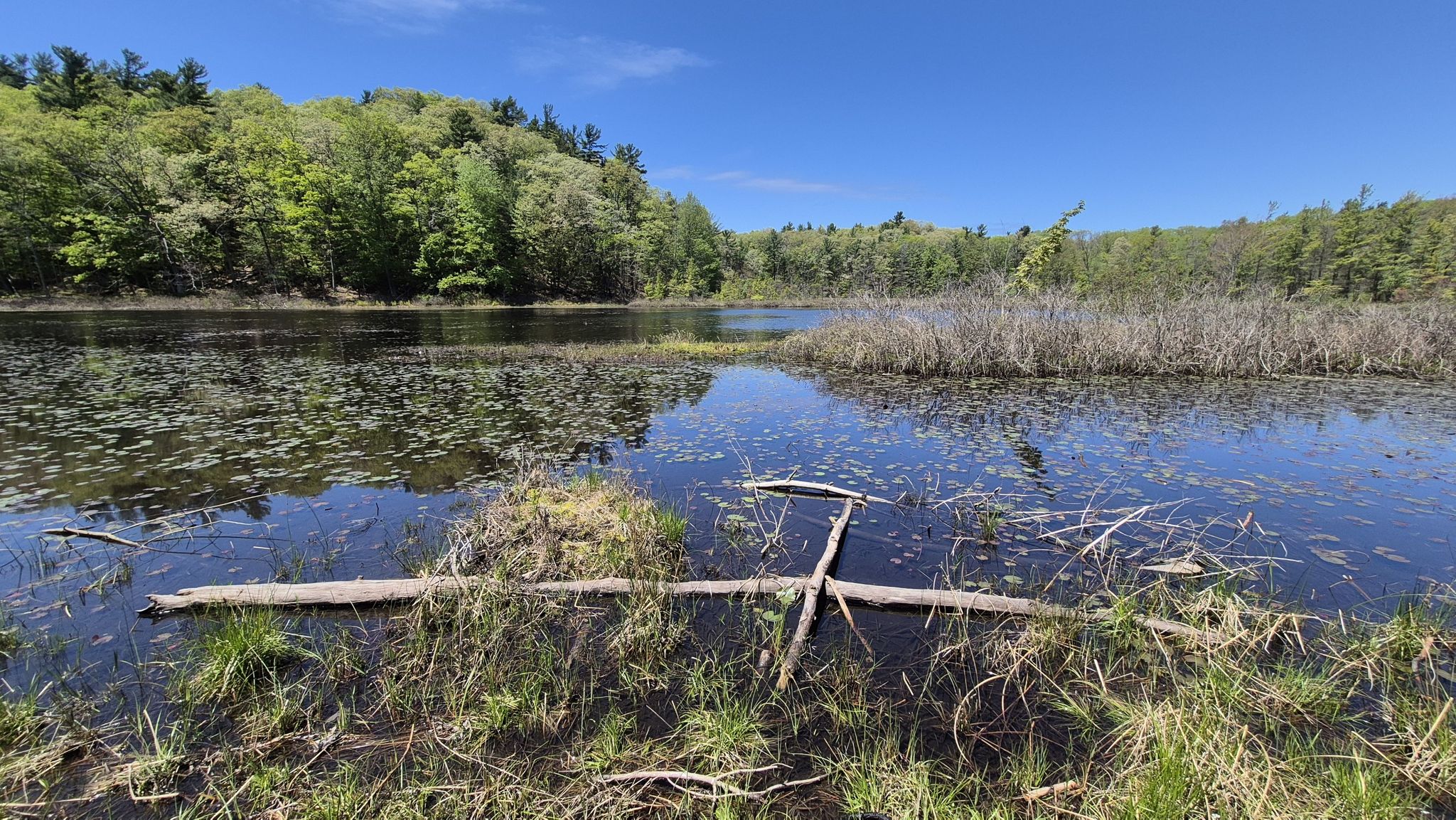 Sunny view of a pond with lily pads, logs, and a forested background. - Lost Lake Loop East