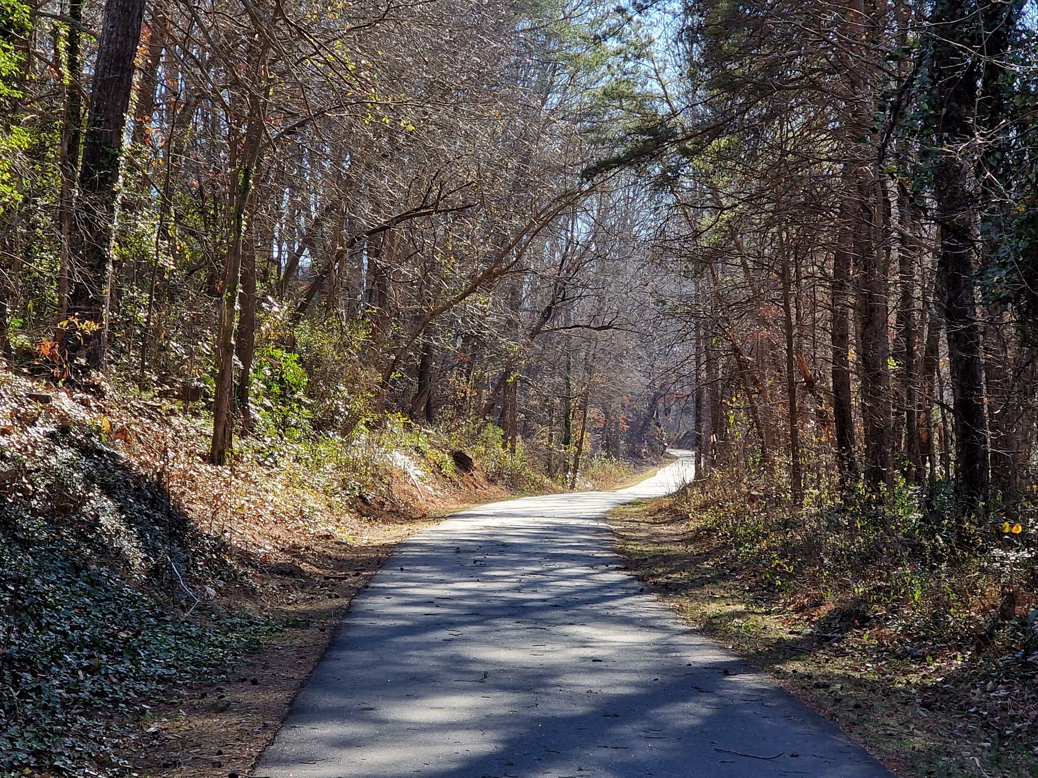 Paved path winding through a sun-dappled forest with bare and evergreen trees. - Swamp Rabbit Tram Trail – Swamp Rabbit Trail loop from Greenville