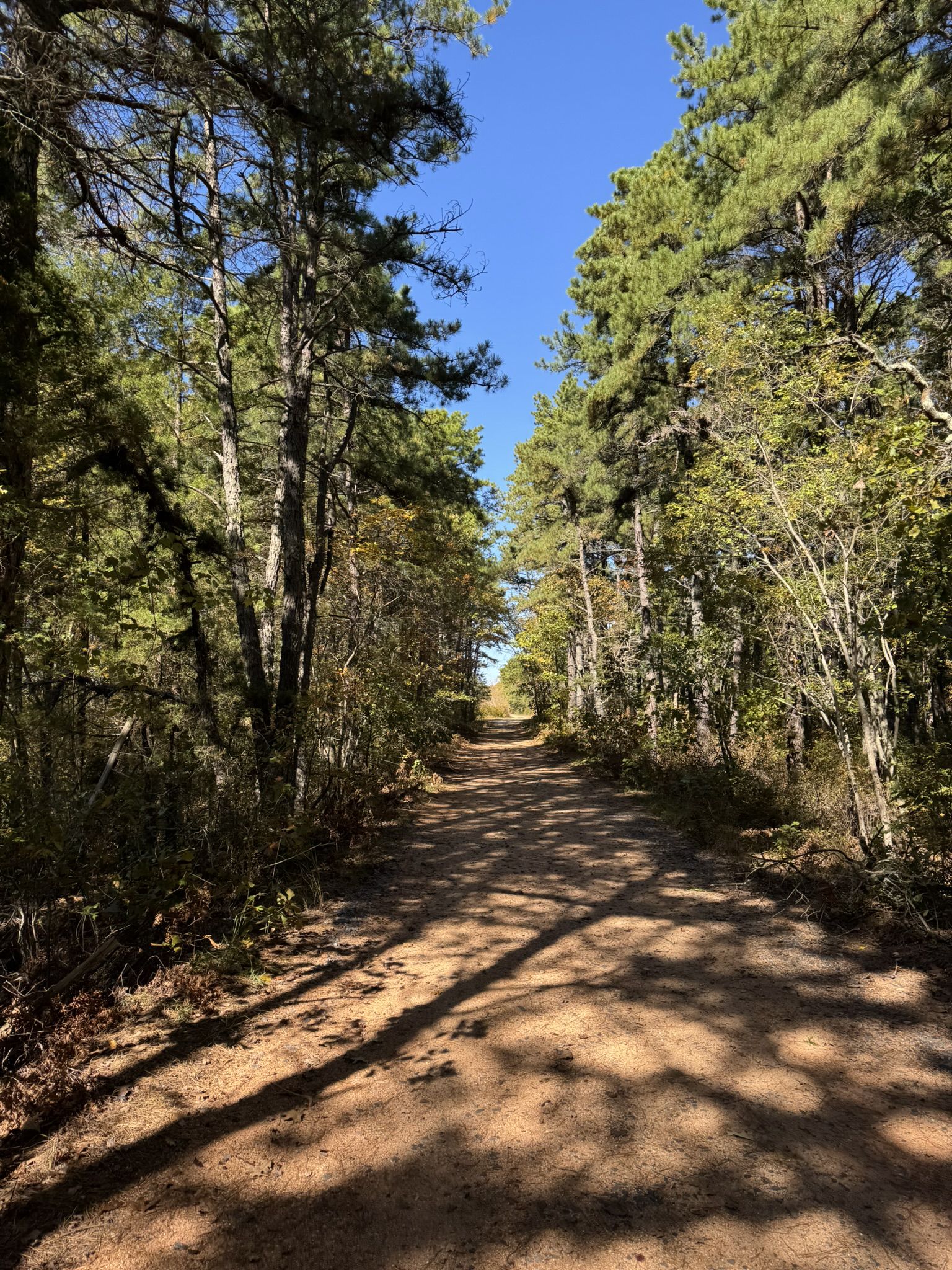 Sunny dirt path winding through a dense pine forest with dappled light. - Yellow Trail Loop