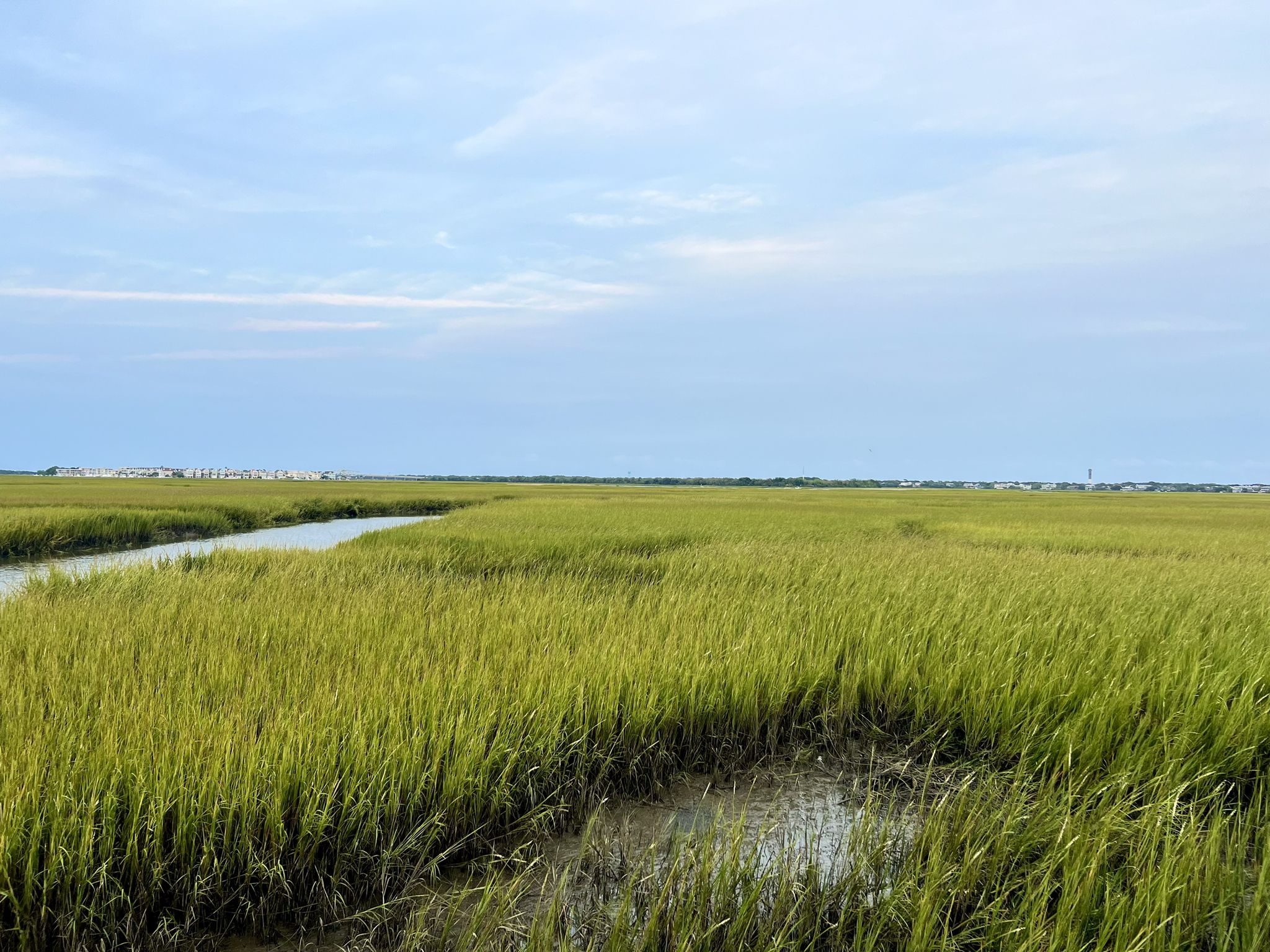 Expansive green marshland with a winding creek under a bright sky. - Pitt Street Bridge