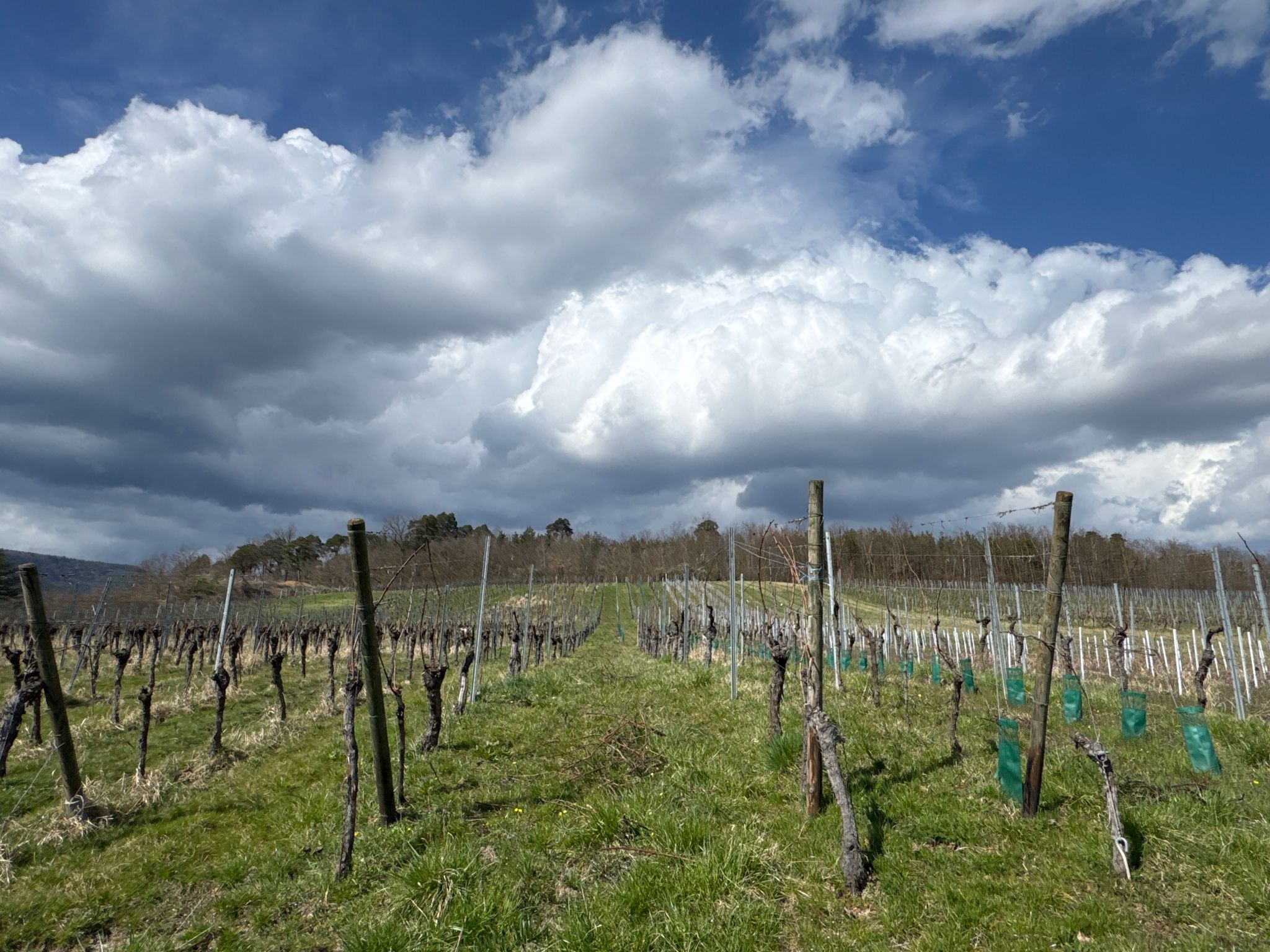 In den Weinbergen unterwegs