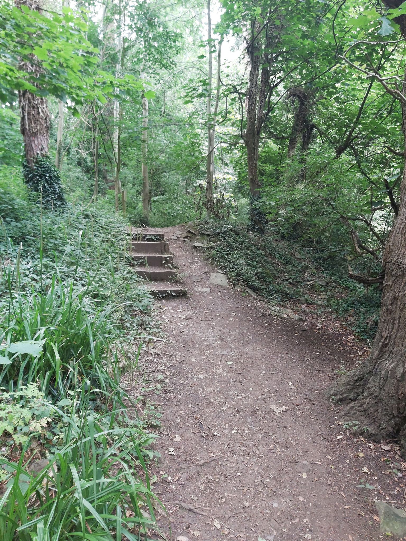 Ridge wood