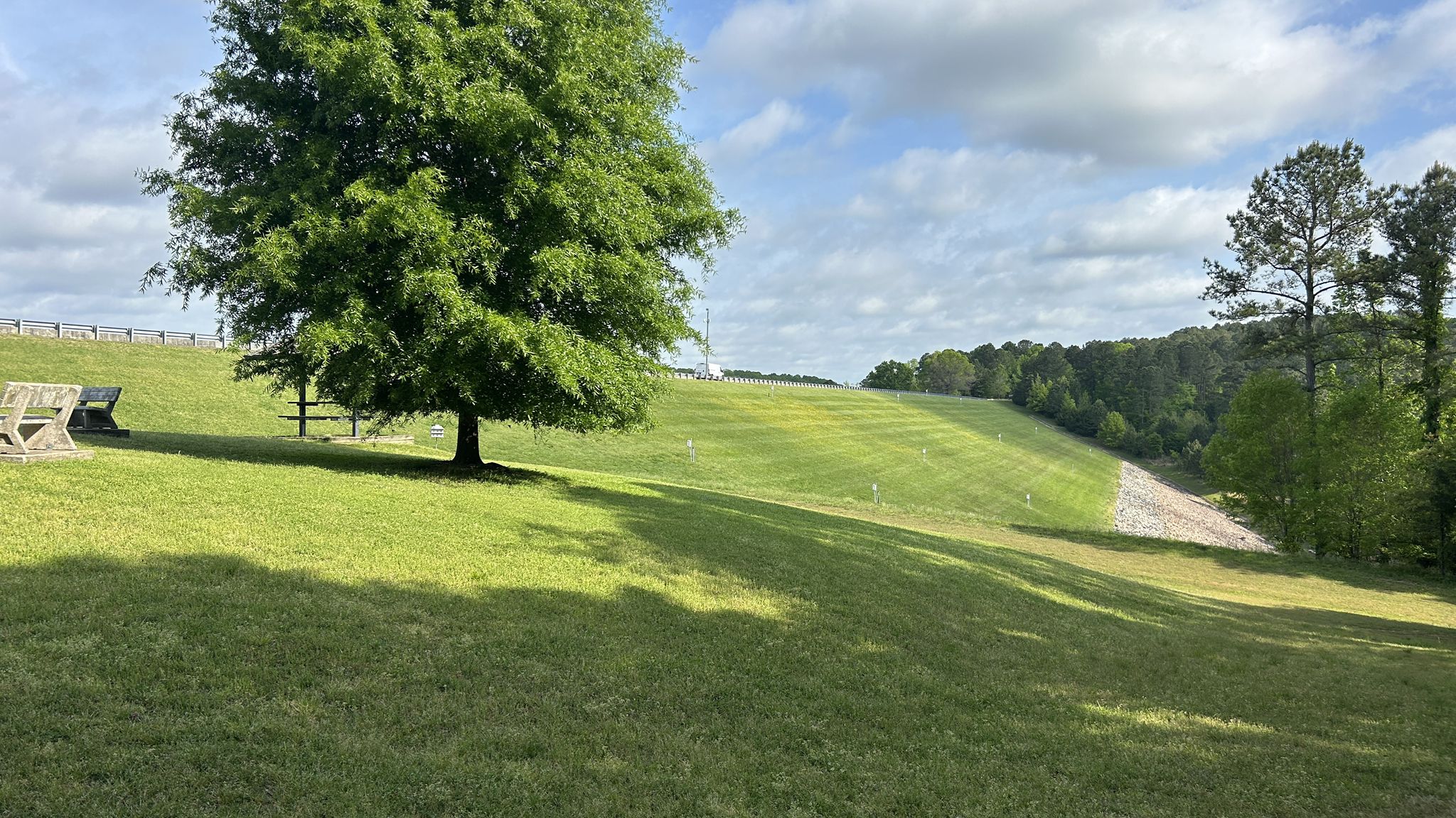 A large tree on a sunny green hillside under a partly cloudy sky. - Neuse River and Abbotts Creek Trail Loop