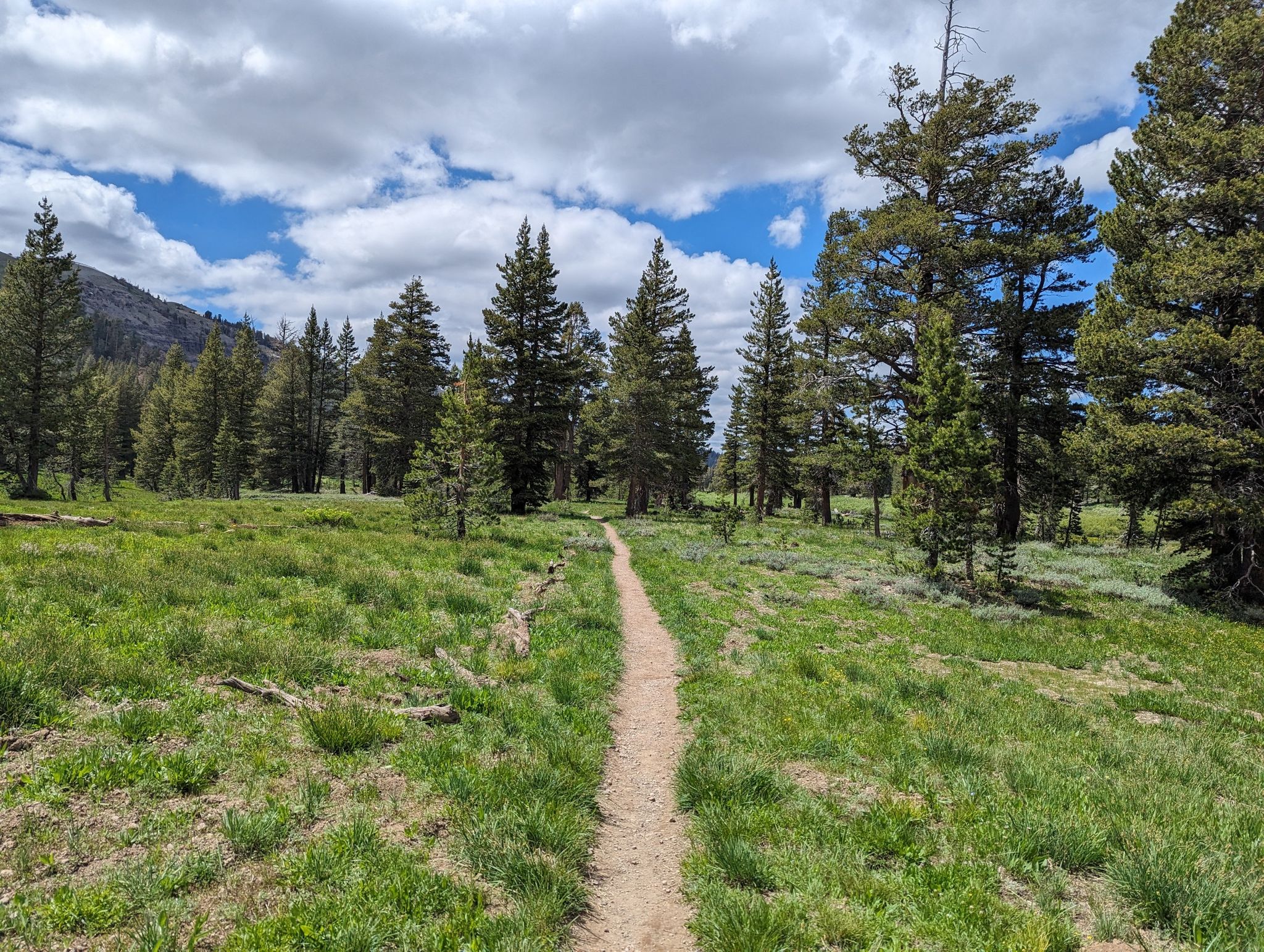 A dirt path winds through a bright green meadow bordered by tall pine trees. - Pacific Crest Trail: Carson Pass to Showers Lake