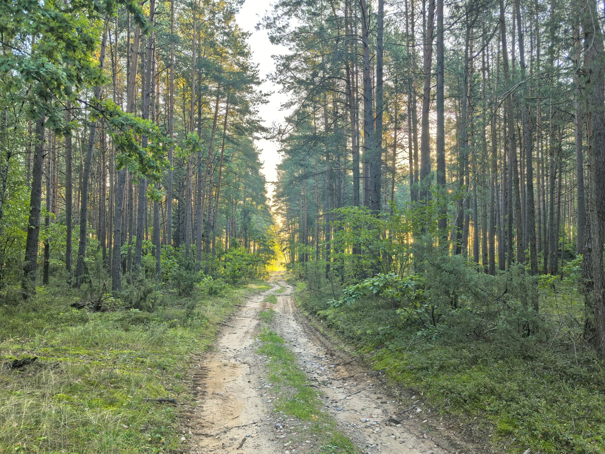 Trafia się las.