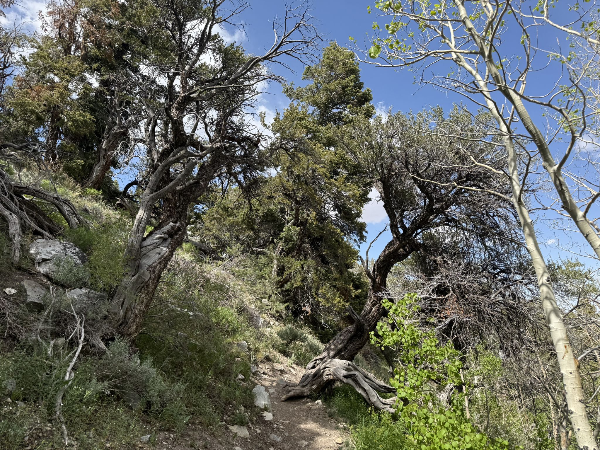 A winding dirt path ascends a hill surrounded by gnarled trees. - Baker Creek Loop