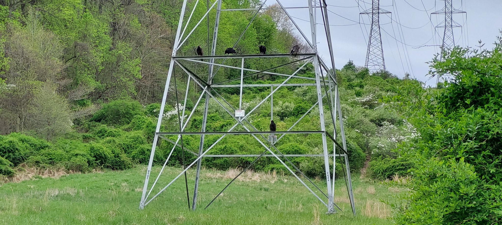 Several dark birds perch on a large metal power tower on a green hill. - Merryman's Mill Trail Loop