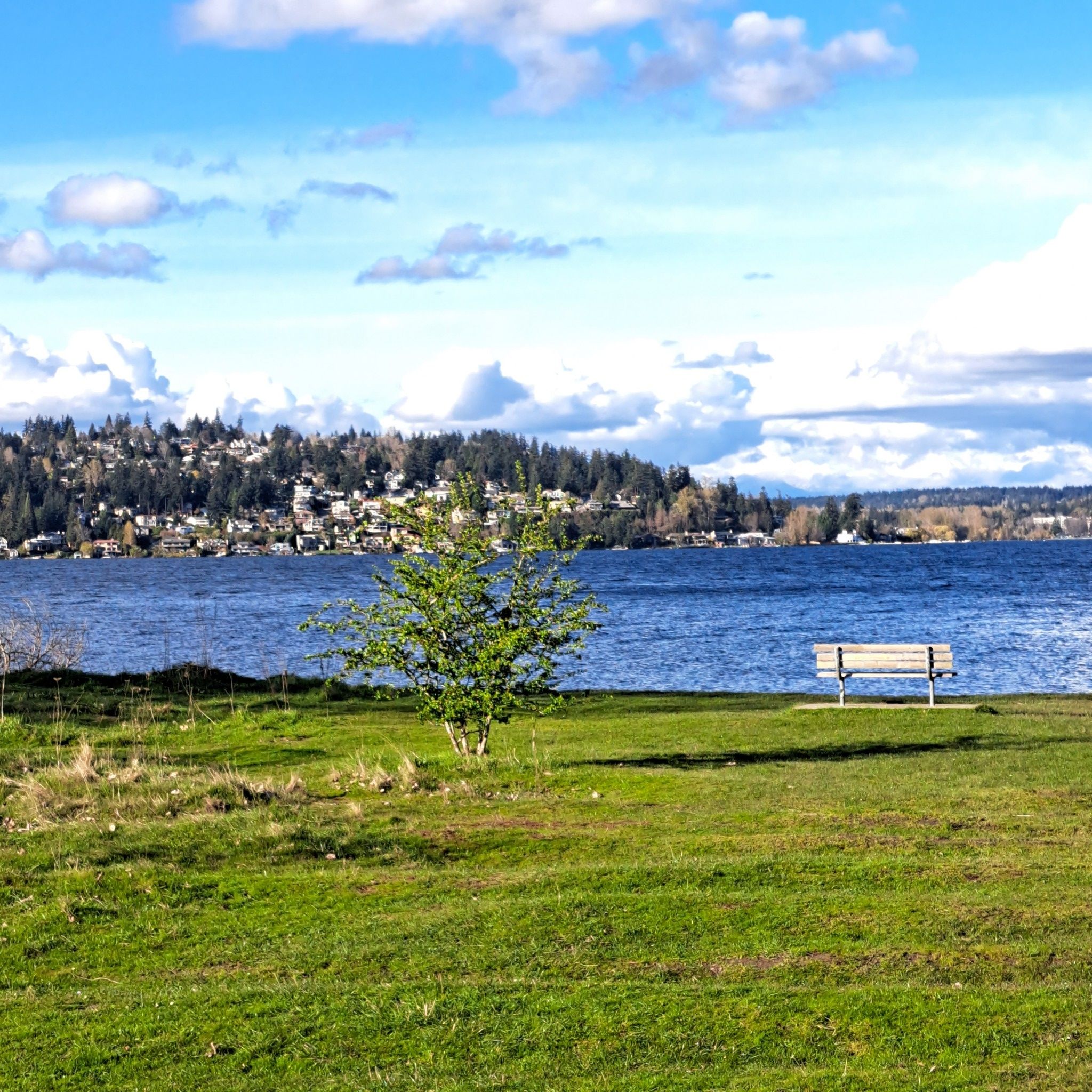 Grassy park shore with a bench overlooking a large lake and distant hills. - Warren G. Magnuson Park loop