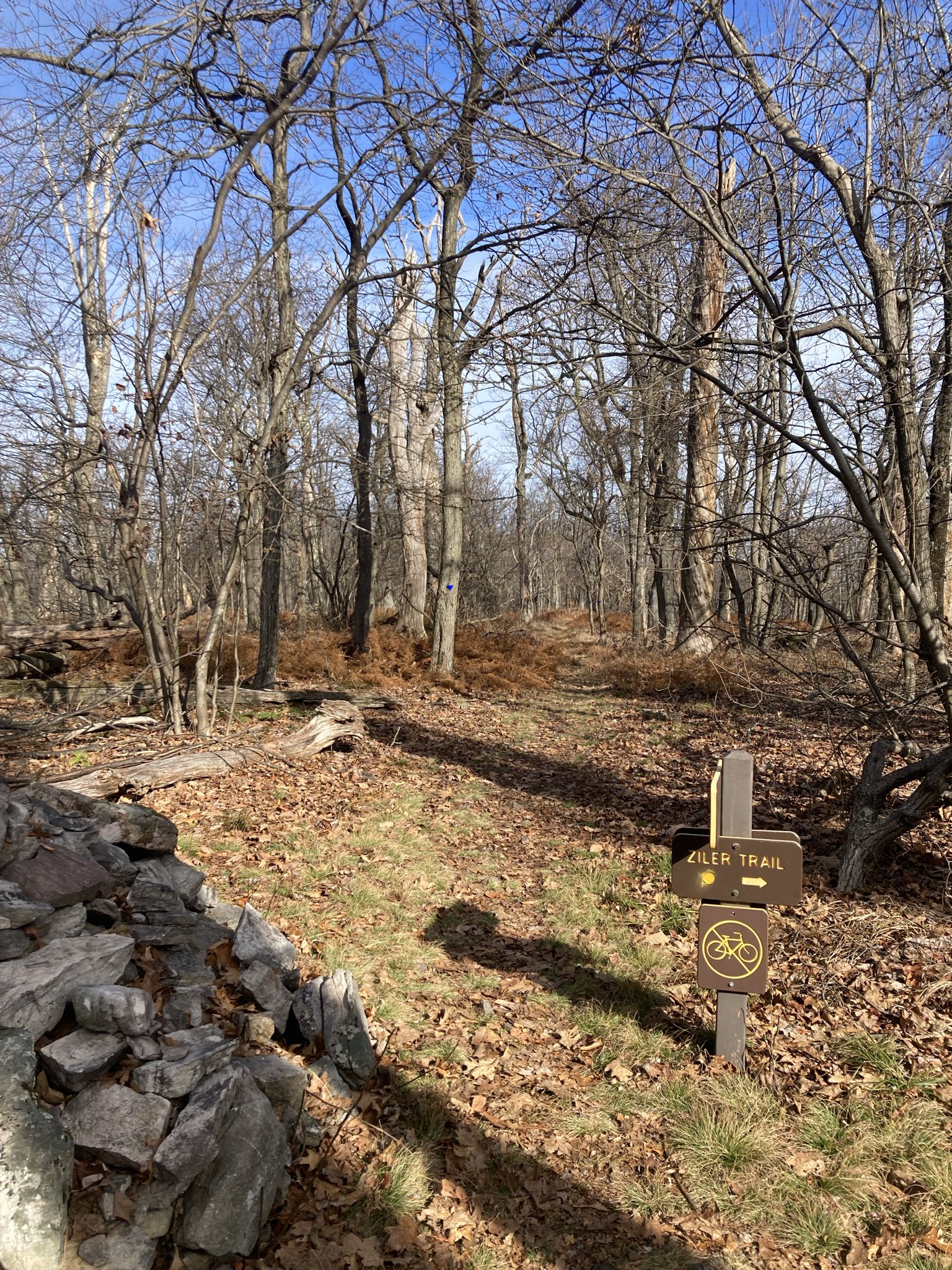 A sunny forest path with bare trees and a brown trail marker. - Ziler Loop Trail
