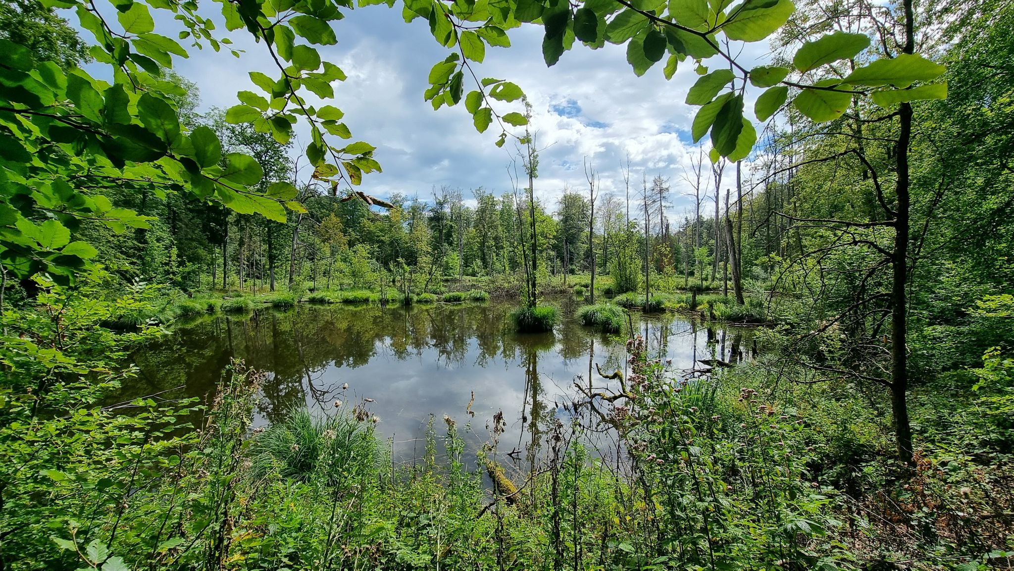 Viele Weiher im NSG: hier die Schwarze Lache