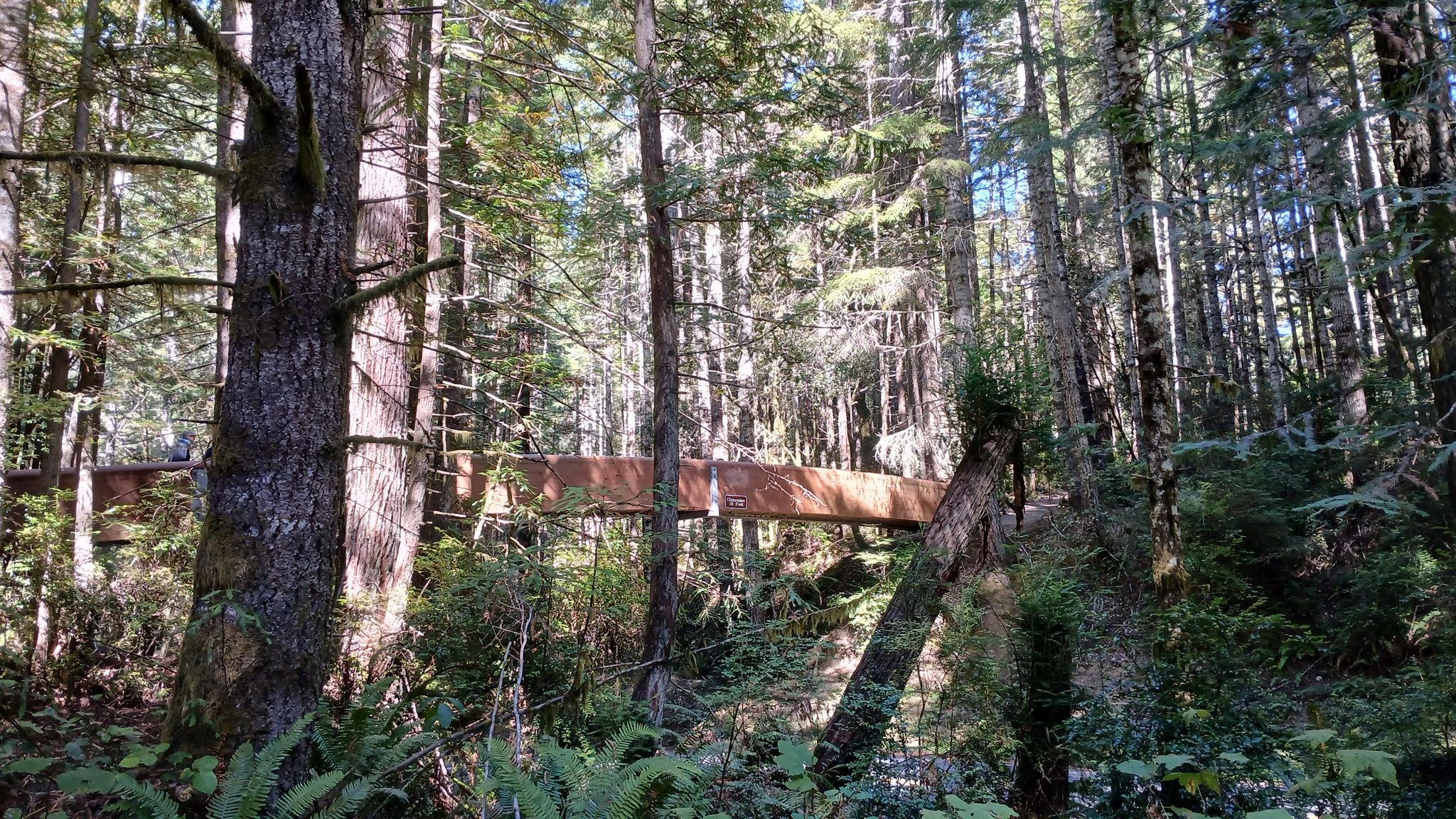 A wooden pedestrian bridge is partially visible through dense forest foliage. - Lost Man Trail loop from Redwood Creek Trailhead Parking
