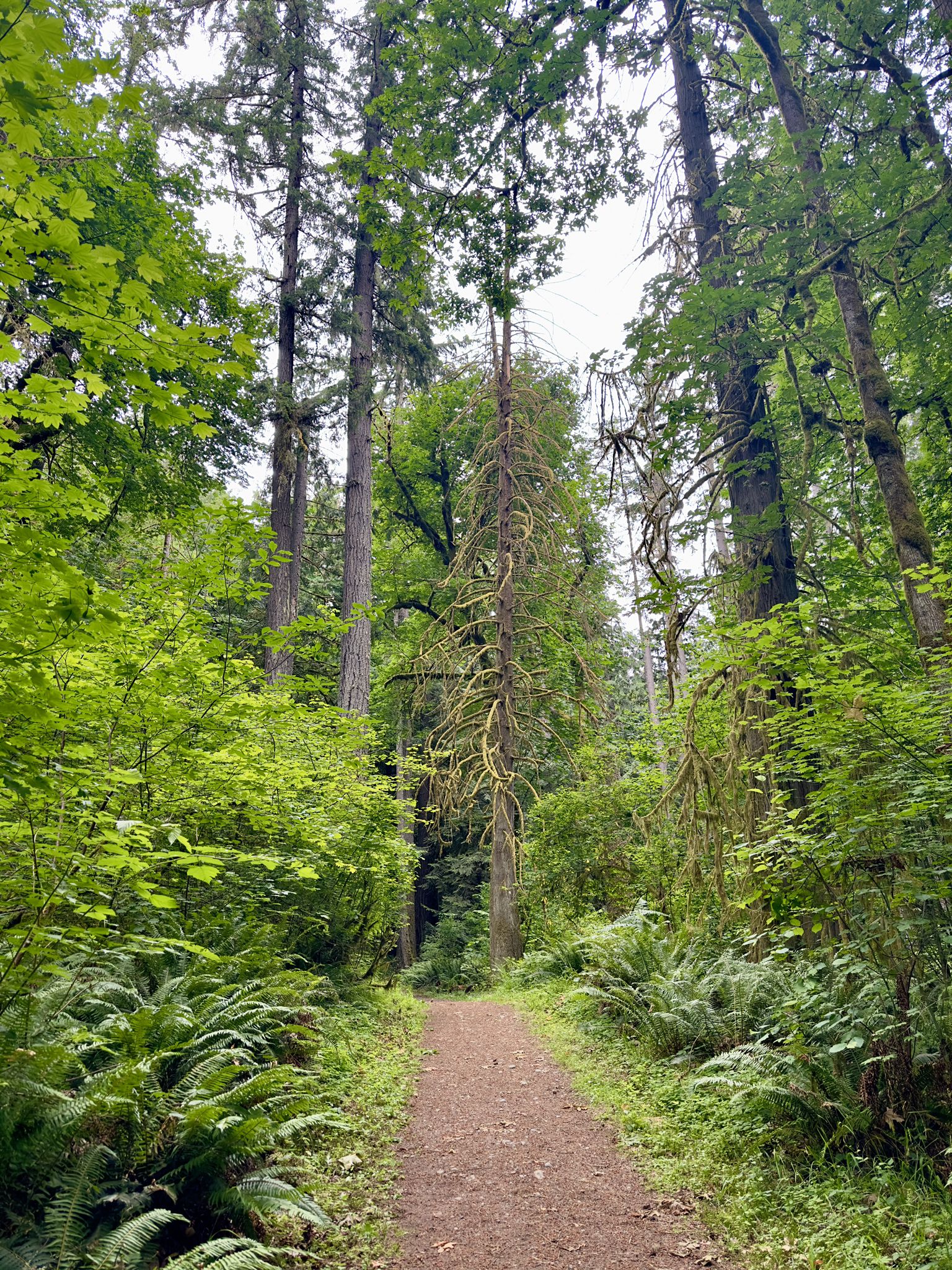 A dirt path through a vibrant green forest with tall trees. - Fen Way Boardwalk – Lakefront Boats and Bites loop from Millersylvania State Park