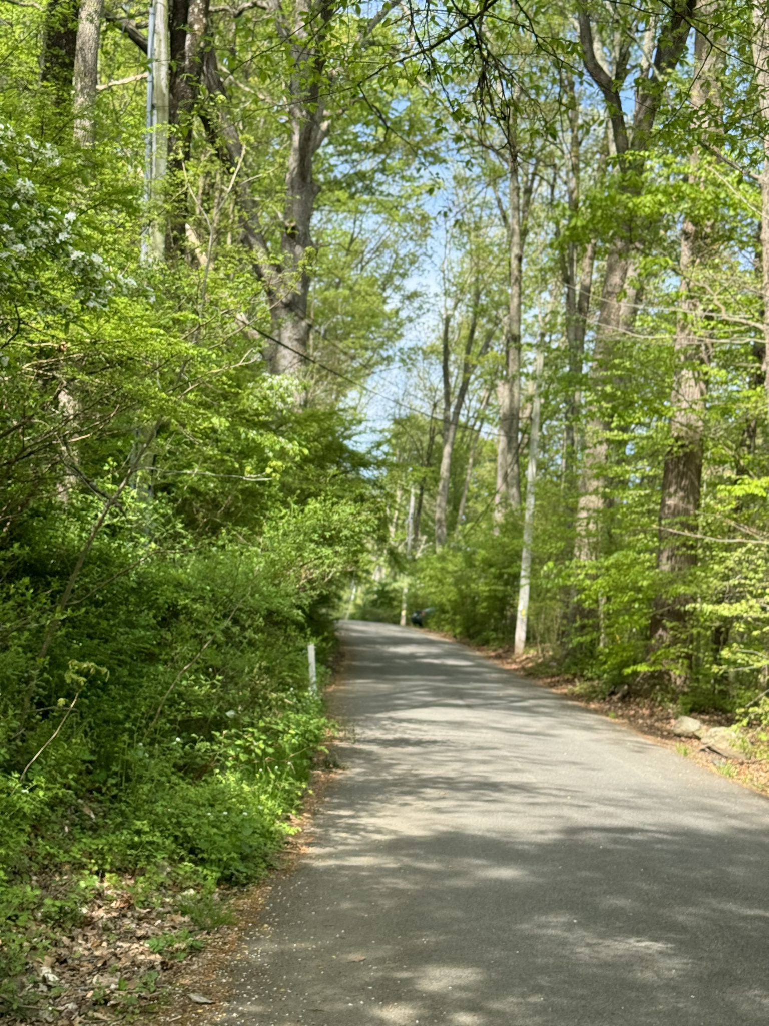 Paved path winding through a dense green forest on a sunny day. - Ridley Creek Full White Trail Loop