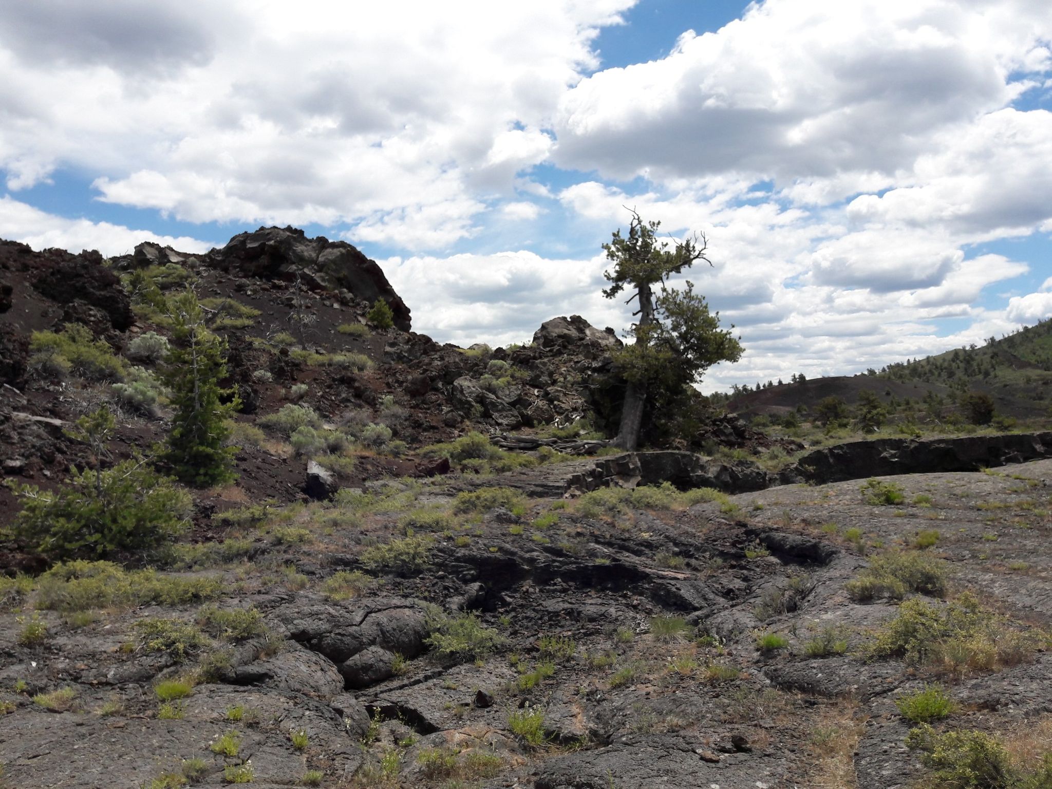 Rocky volcanic landscape with sparse vegetation and a lone tree under cloudy sky. - Wilderness Trail